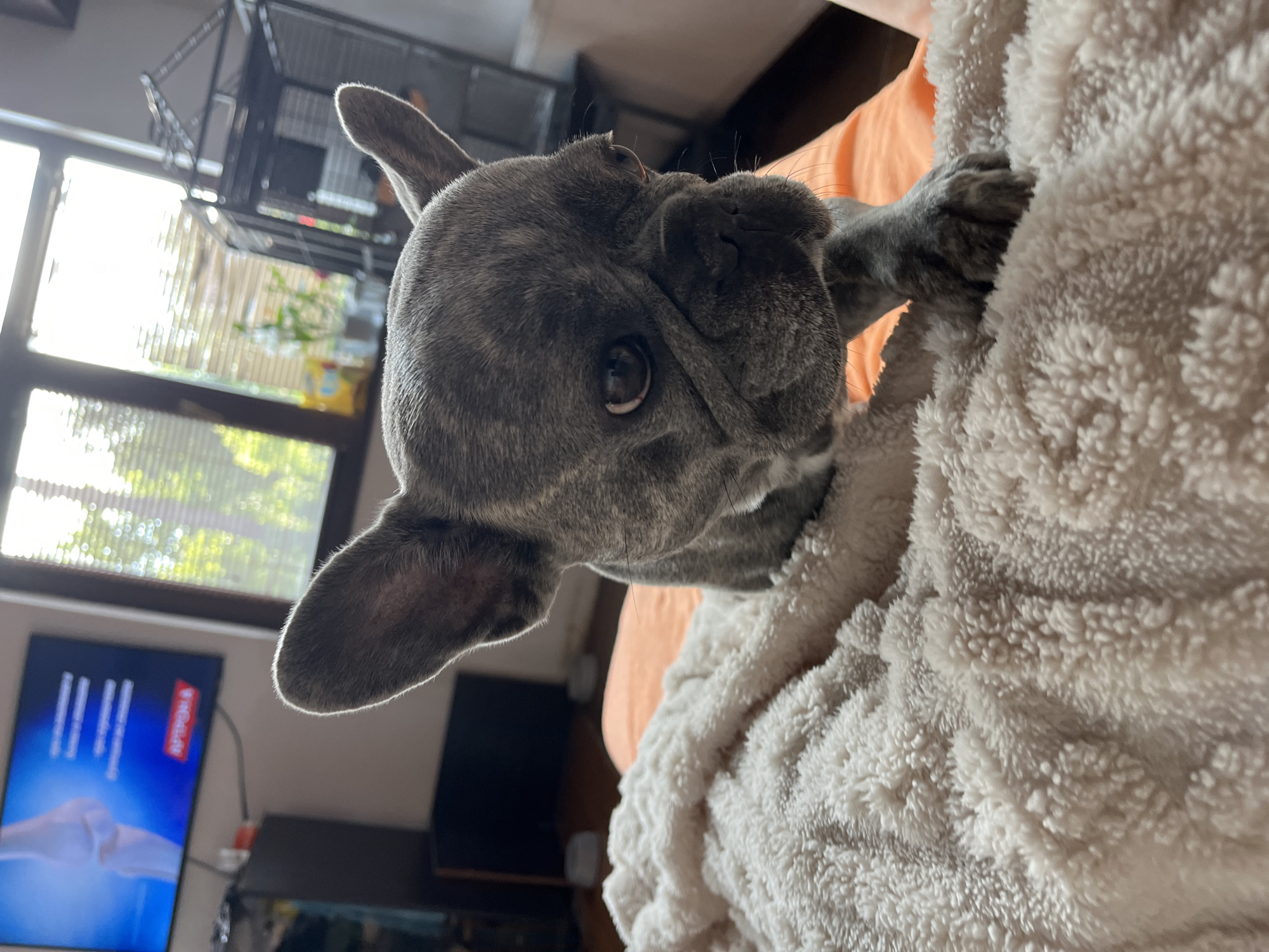 A grey brindle French Bulldog is captured in a close-up, diagonally oriented shot, appearing to peek out from a soft, cream-colored blanket. The dog's head is on the left side of the frame, tilted upwards, with its dark, expressive eyes looking directly at the viewer. Its distinctive wrinkled face and alert, perked ears are prominent. A grey paw rests gently on the fluffy blanket that envelops most of its body, occupying the right and bottom portions of the image.
In the upper left background, a large window lets in bright natural light, revealing green foliage or trees outside. Above the window, part of a black wire cage is visible. To the bottom left of the dog, a television screen displays a blue image with white text and graphics, including "||||" and text that resembles "APPOK" or "ПРОДАЛ" (possibly Russian for "sold"). A glimpse of an orange fabric, possibly a pillow or blanket, can be seen behind the dog and the cream blanket. The scene suggests a relaxed, indoor environment during daytime.