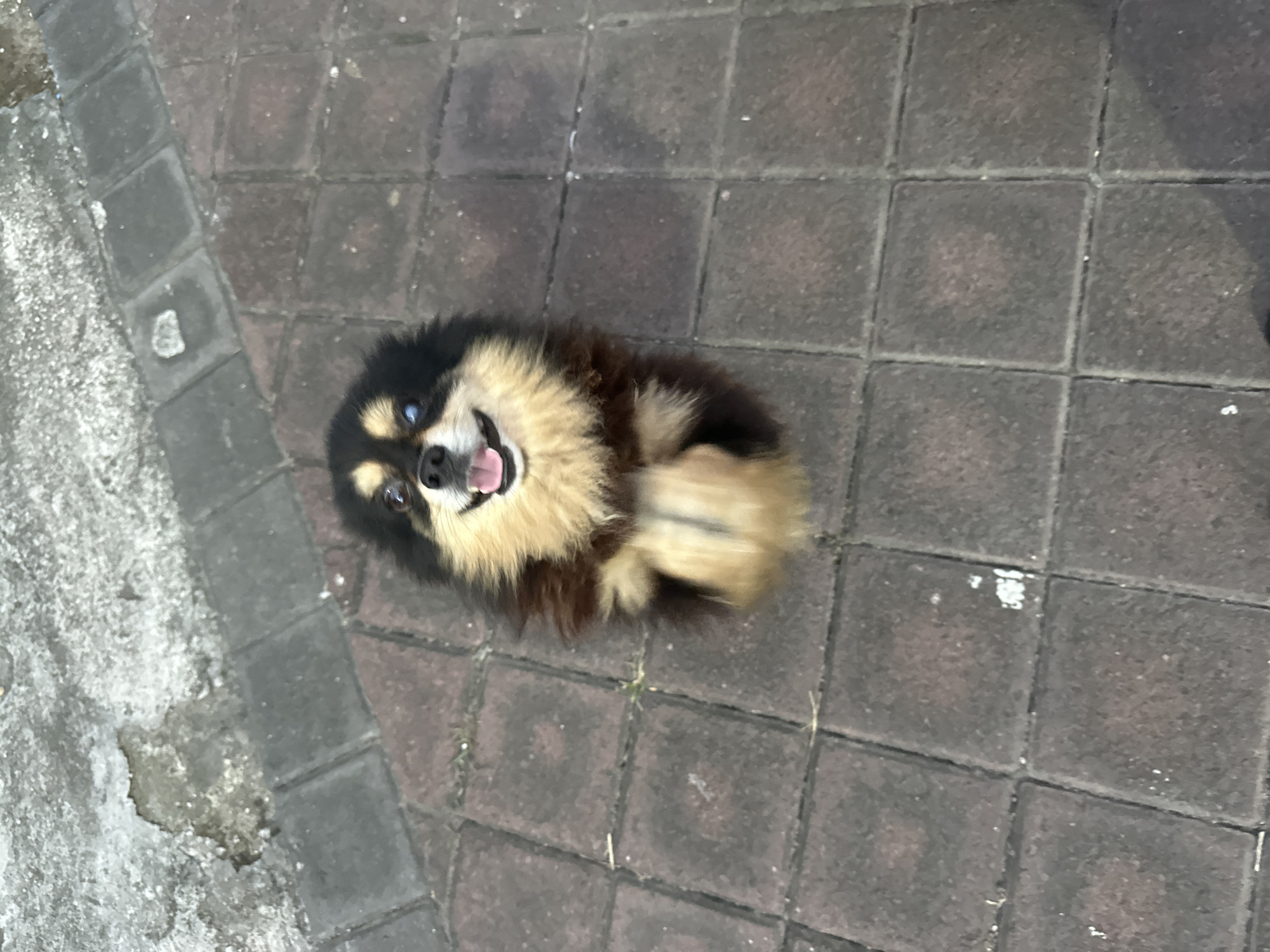 A small, tri-color Pomeranian dog lies on a gray brick walkway. The dog has black, tan, and white fur and is looking up with its mouth open. The walkway appears to be made of square bricks and has a weathered appearance. The location is Dalung, Indonesia.