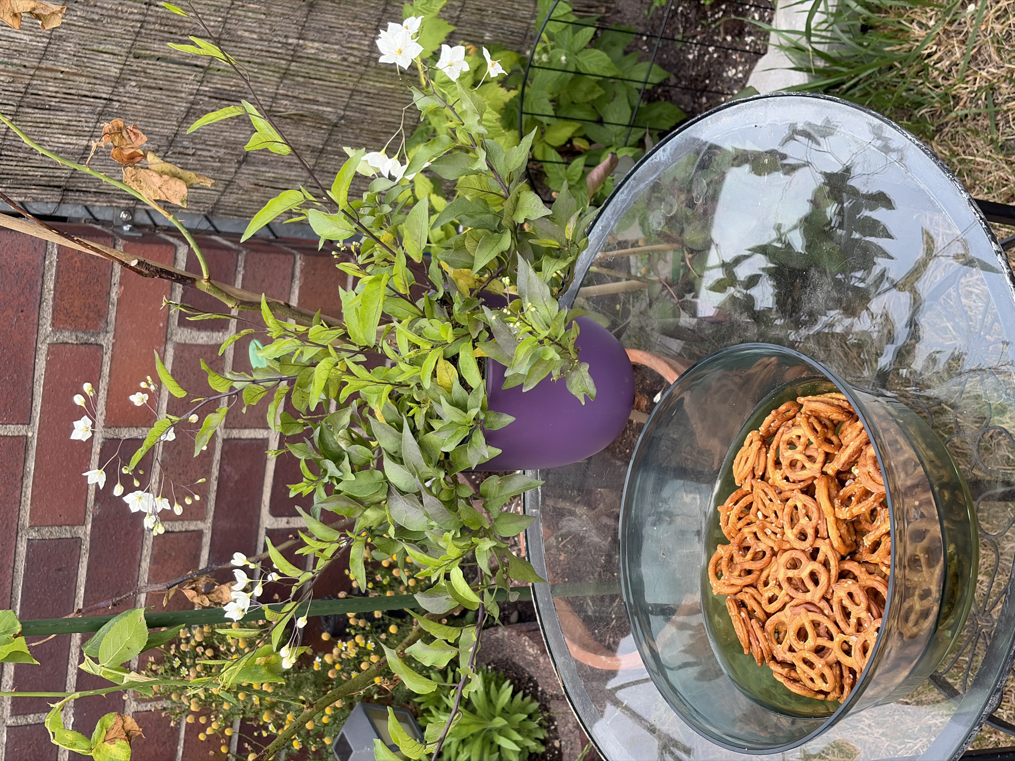 An outdoor scene in Heusenstamm, Germany, features a glass-topped table with a large, clear bowl filled with pretzels. To the right of the table, a potted plant with green leaves and white flowers is visible. Behind the table and plant, a brick wall and a fence made of woven material form the background. The ground is covered with grass and some dirt. The lighting suggests it is daytime.
