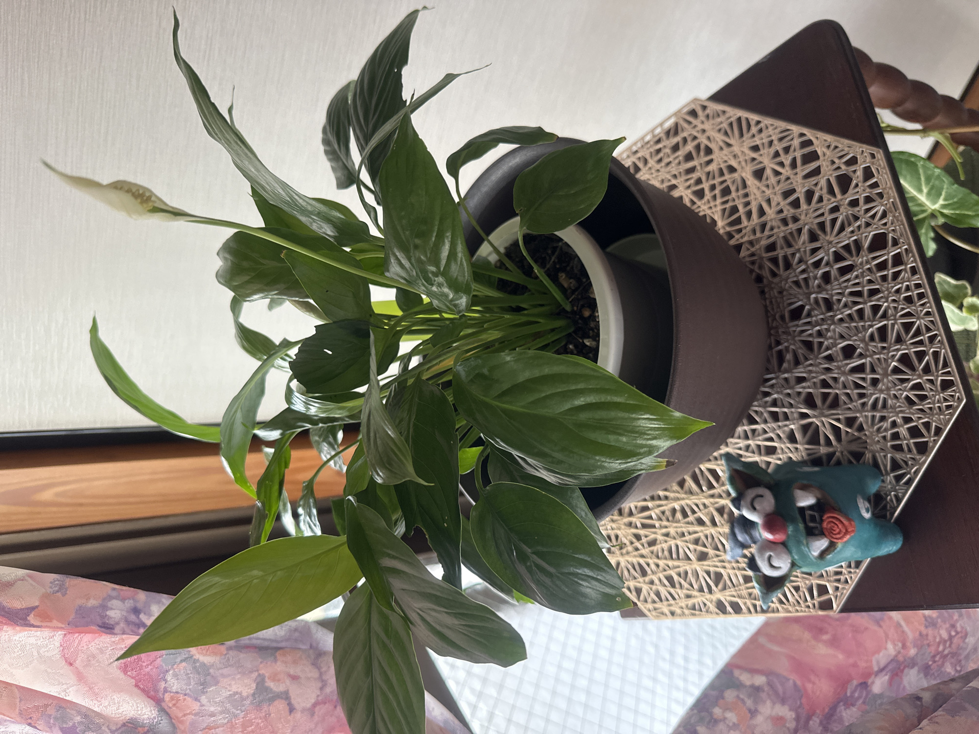 An indoor still life features a potted peace lily plant with lush green leaves and a single white spathe, placed on a dark brown woven mat that sits on a dark wooden side table. To the left of the plant, a small, teal-colored, creature-like figurine with a comical expression, open mouth, red tongue, and white fangs is positioned on the mat. In the background, a sheer curtain with a floral pattern of pink and purple hues is visible to the left, and a window with wooden blinds or shutters is to the right. The scene appears to be set in a domestic environment, possibly in the city of Naha, Japan, given the presence of a distinct Okinawan *Shisa*-like figurine, which is a common guardian lion-dog statue in the Ryukyu Islands.