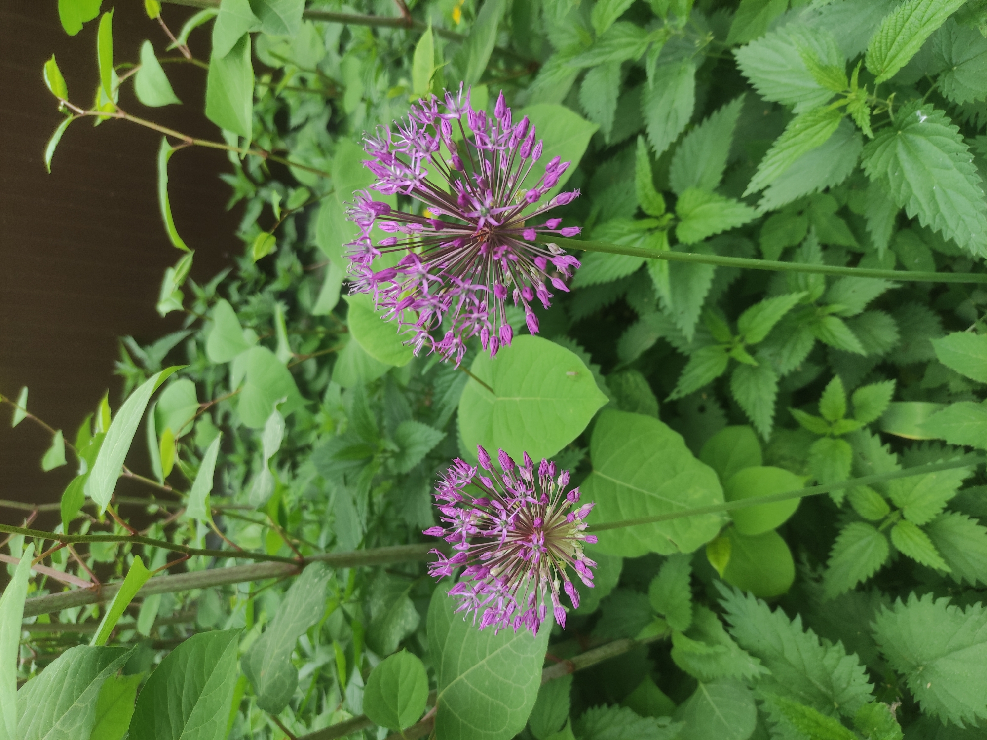 The image shows two purple allium flowers in a garden setting. The larger flower is positioned in the upper center of the frame, while the smaller one is in the lower center. Both flowers are surrounded by a variety of green foliage, including nettles and other unidentified plants. A dark, possibly wooden, fence or structure is visible in the upper left corner, providing a backdrop to the greenery. The setting suggests an urban garden or a cultivated area within a city.