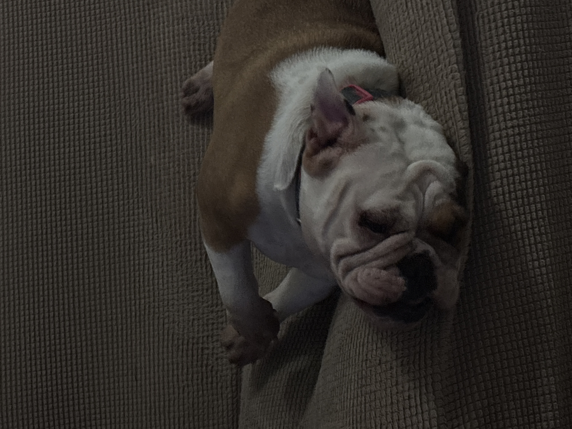 An English Bulldog is captured in a relaxed state, lying on a textured, dark gray or brown fabric, likely the upholstery of a sofa or bed. The dog's body is mostly white with prominent brown patches along its back and head. Its wrinkled face, characteristic of the breed, is in the foreground, with eyes closed, suggesting it is either sleeping or resting deeply. A pink collar is visible around its neck. One of its front paws is tucked under, and a hind leg is also visible. The surrounding fabric features a distinct ribbed or waffle-knit pattern. The lighting is dim, giving the scene a muted and tranquil atmosphere. The overall impression is one of peaceful slumber indoors, in what is understood to be Mexico City, Mexico. There is no visible text in the image.