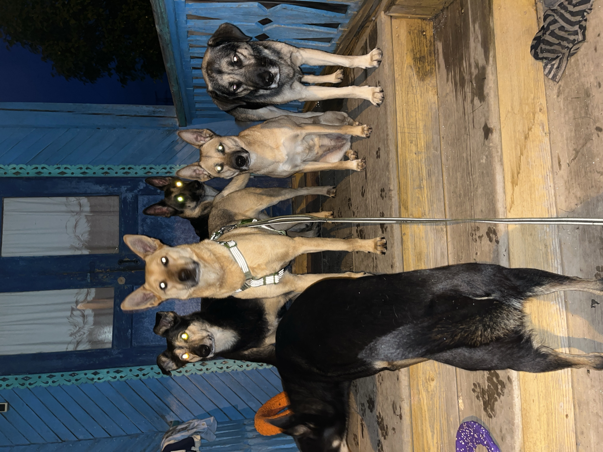 The image depicts a group of six dogs on a wooden porch in front of a blue-painted house. The porch appears weathered, with visible wood grain and some scattered debris. A blue railing runs along the right side of the porch, and a blue door with white curtains is visible behind the dogs. The scene is illuminated by artificial light, causing the dogs' eyes to reflect brightly.
In the foreground, a black dog with an orange accessory on its head is facing away from the camera, its rear end and back visible. Behind it, a dark-colored dog with yellow eyes is looking towards the camera. To its right, a light brown dog with a white harness and yellow eyes is standing. Further back and to the left, a German Shepherd-like dog with yellow eyes is partially visible. To the right of the light brown dog, another light brown dog is seated. Finally, on the far right, a larger grey and black dog with yellow eyes is standing and looking directly at the camera. The overall impression is of a nocturnal gathering of dogs on a residential porch. The specific location in Nizhny Tagil, Russia, is not discernible from the visual information provided in the image.