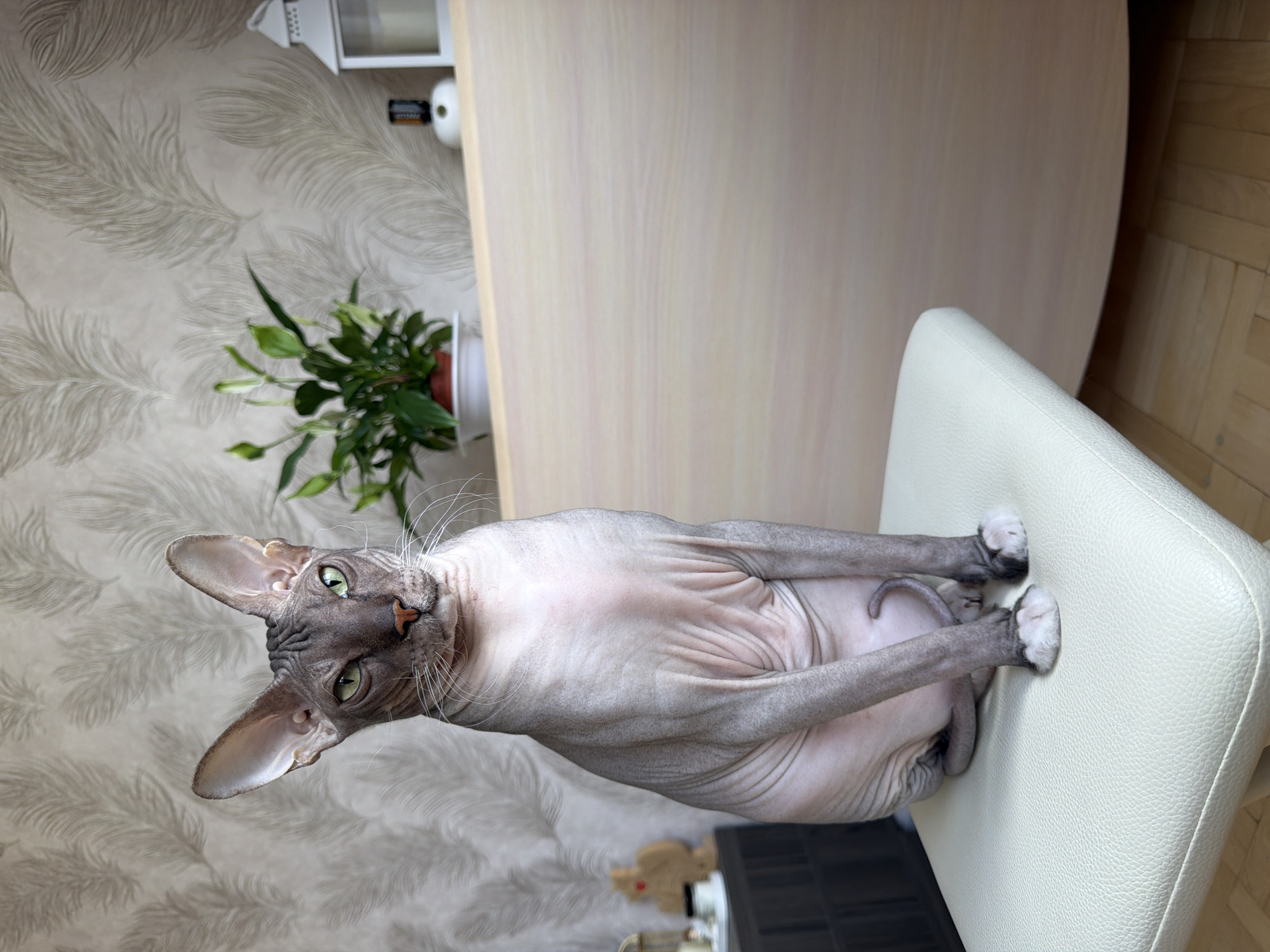 A hairless cat with grey skin and green eyes sits upright on a light-colored padded stool in front of a wall with a feathered pattern wallpaper. The cat is looking directly at the camera with its ears perked up. To the right of the cat, on a light wood shelf, is a green potted plant, a white lantern, and a small white device with a dark bottle on top. The background wall has a light beige feather pattern. To the left of the cat, on a dark surface, are several small decorative items. The floor appears to be made of light-colored wood planks. The image is taken indoors, and there is no indication of the specific location within Izhevsk, Russia.