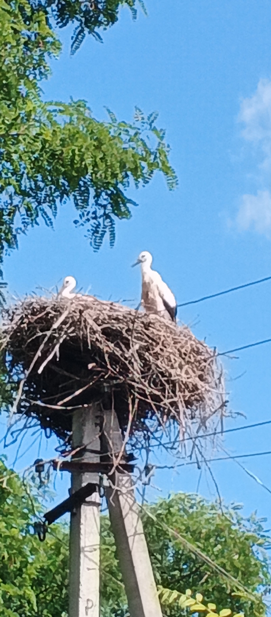A storks' nest is situated atop a utility pole in Ternivka, Ukraine. The nest is constructed of twigs and branches. Two storks are present in the nest, one standing and facing right, and the other facing left. The background consists of a clear blue sky and green foliage from trees. Power lines are visible in the foreground and background.