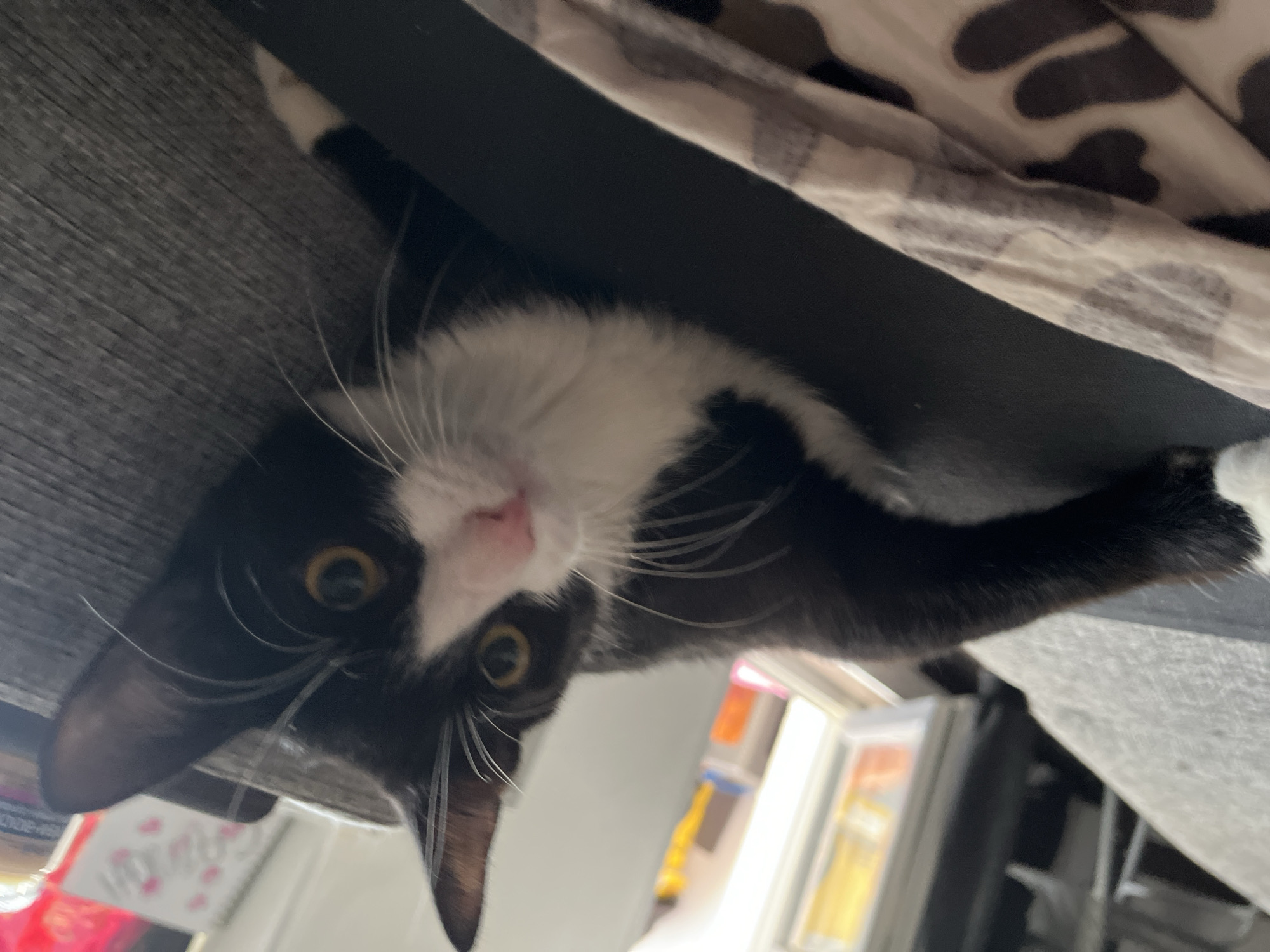 A black and white cat is looking down at the camera, positioned in an upside-down orientation. The cat has large, round yellow eyes and long white whiskers. The cat is partially obscured by what appears to be a black fabric or panel, and a gray textured surface. A blanket with a cow-like pattern is visible behind the cat and the black fabric. Behind the gray surface, a window can be seen, with miscellaneous objects inside. There are no visible people. The image was not captured in Saint Petersburg, Russia.