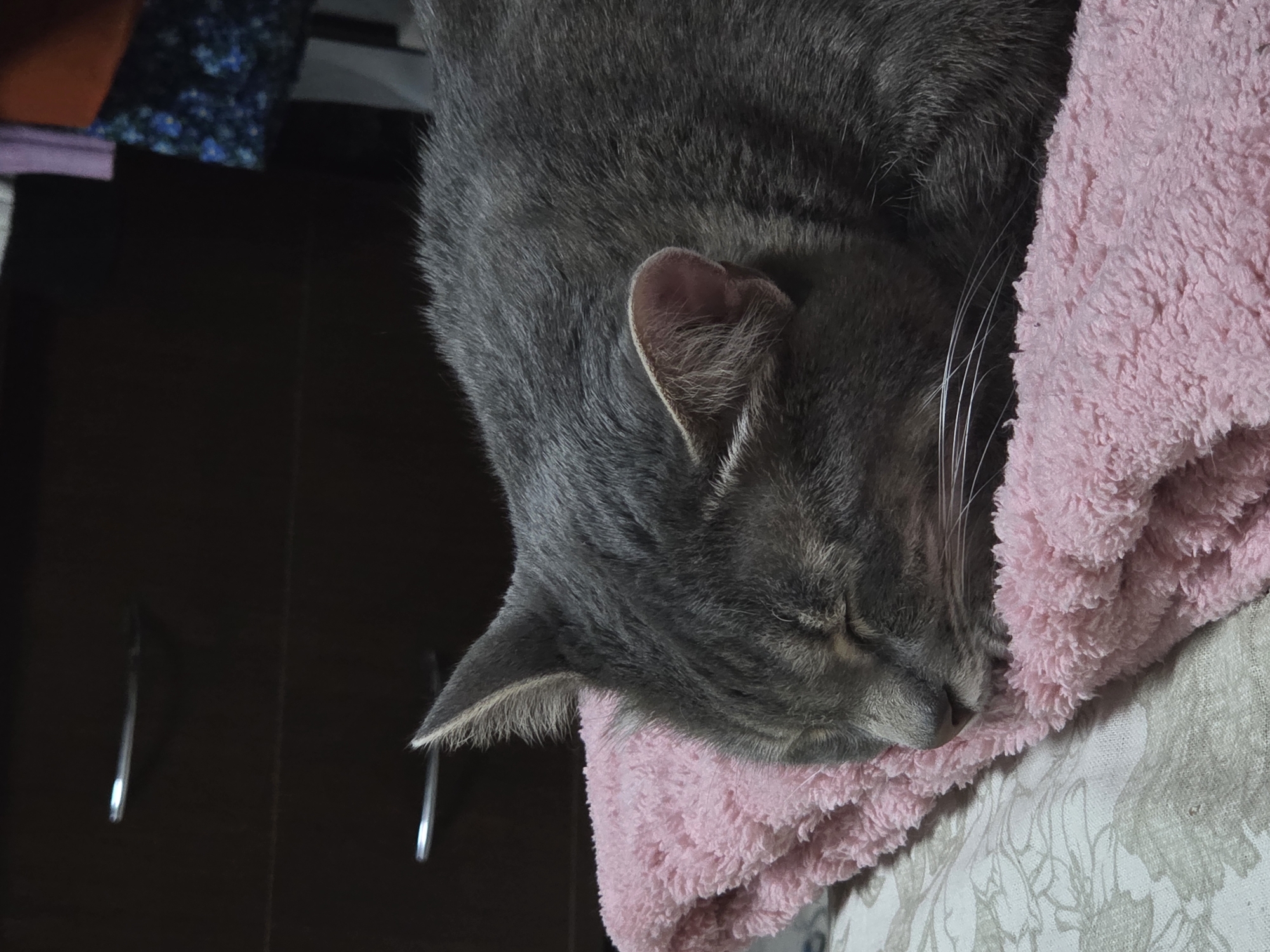 A gray cat is sleeping on a pink towel. The cat is curled up and its eyes are closed. The towel is resting on a patterned surface. The background shows a dark cabinet with silver handles and a glimpse of colorful fabric. The location is not specified.