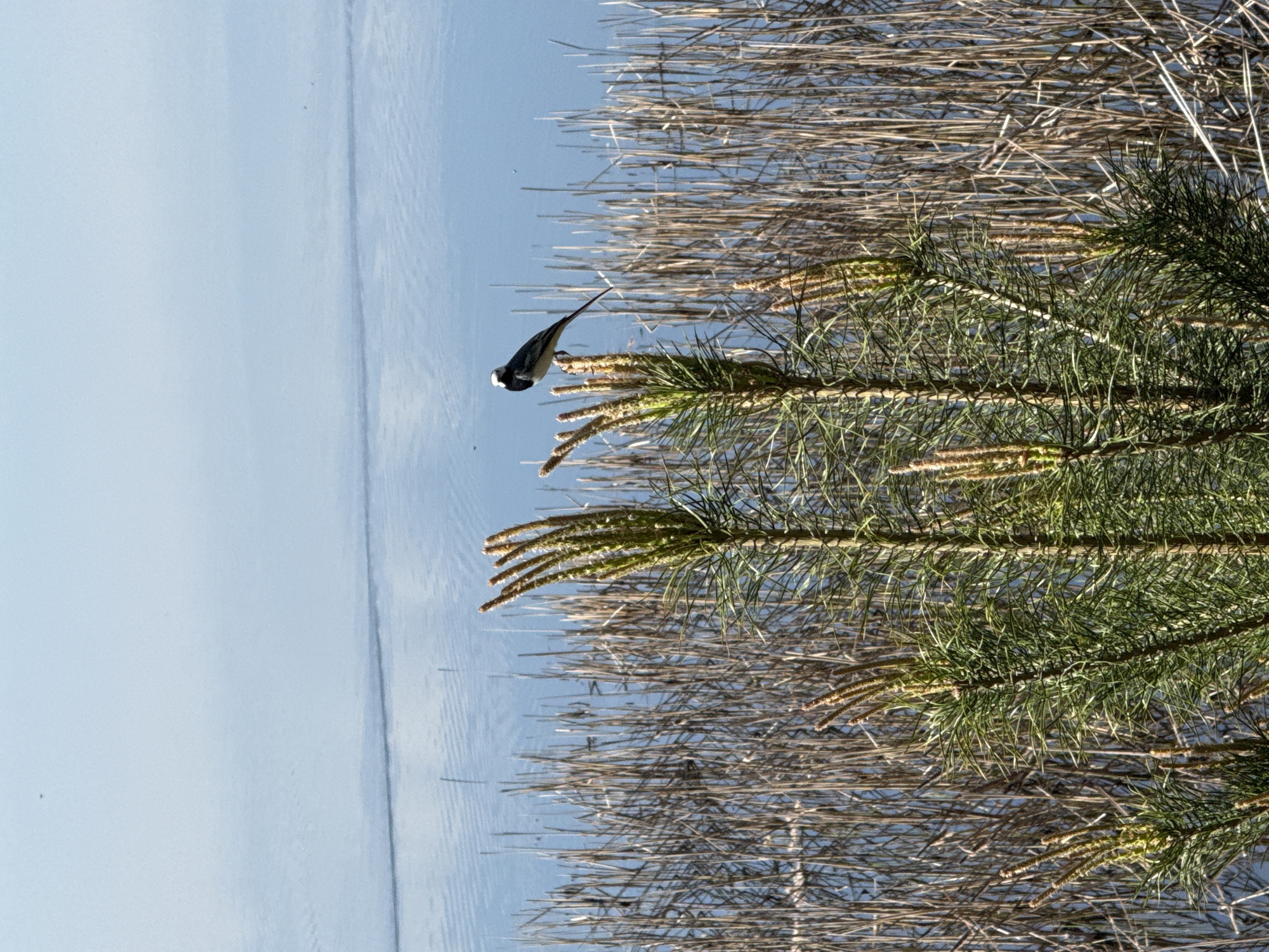 The image shows a white wagtail perched on a branch of a green coniferous tree, with dry reeds and a body of water in the background. The location appears to be in Votkinsk, Russia, based on provided context (not shown in the image itself). The wagtail is positioned with its tail extended upwards. The environment consists of a combination of wetland vegetation and open water, possibly a lake or river.