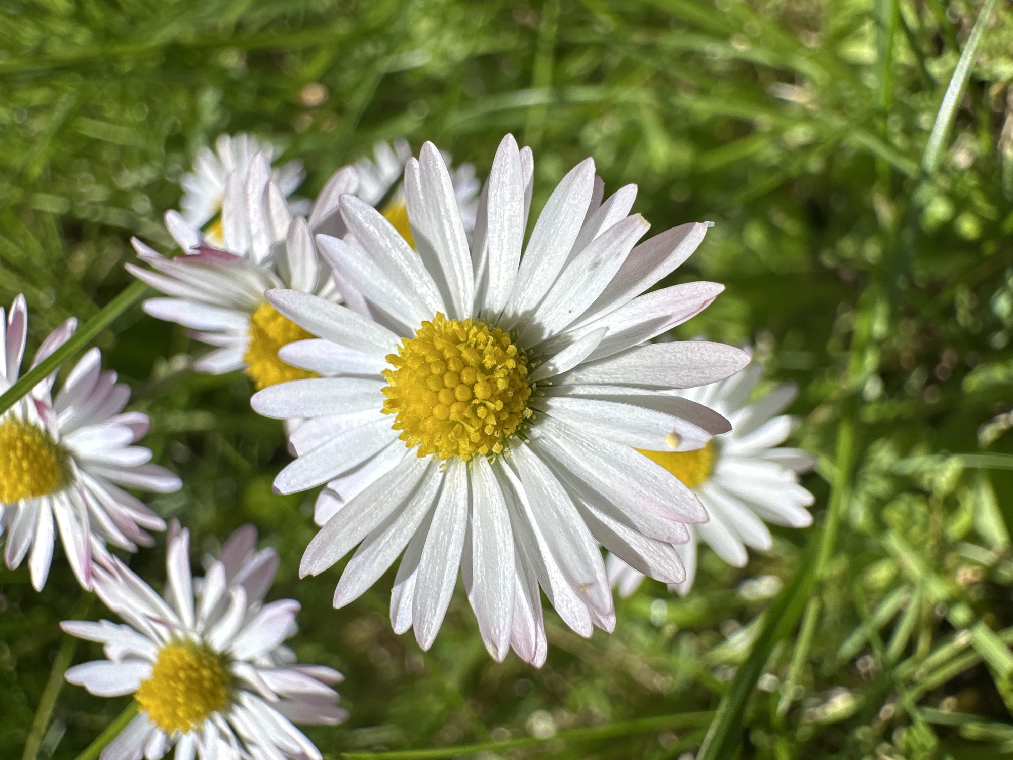 The image is a close-up, high-angle shot of several white daisies with yellow centers, interspersed with green grass. The focus is on the daisy in the foreground, which is large and detailed, showing individual white petals with faint pinkish tips. The background is blurred, creating a bokeh effect of green foliage and other partially visible daisies. The overall impression is a natural outdoor scene, likely in a park or garden setting. There are no people or man-made structures visible. The image was taken in Moortown, Ireland.