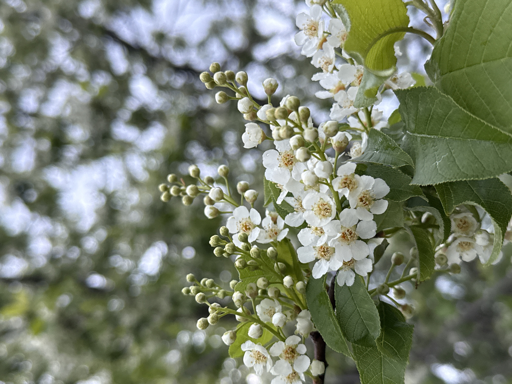 The image depicts a branch of a flowering tree in Tyulyuk, Russia. The branch features white flowers and unopened buds, interspersed with green leaves. The background is a blurry mix of green and white, likely representing other trees and the sky.