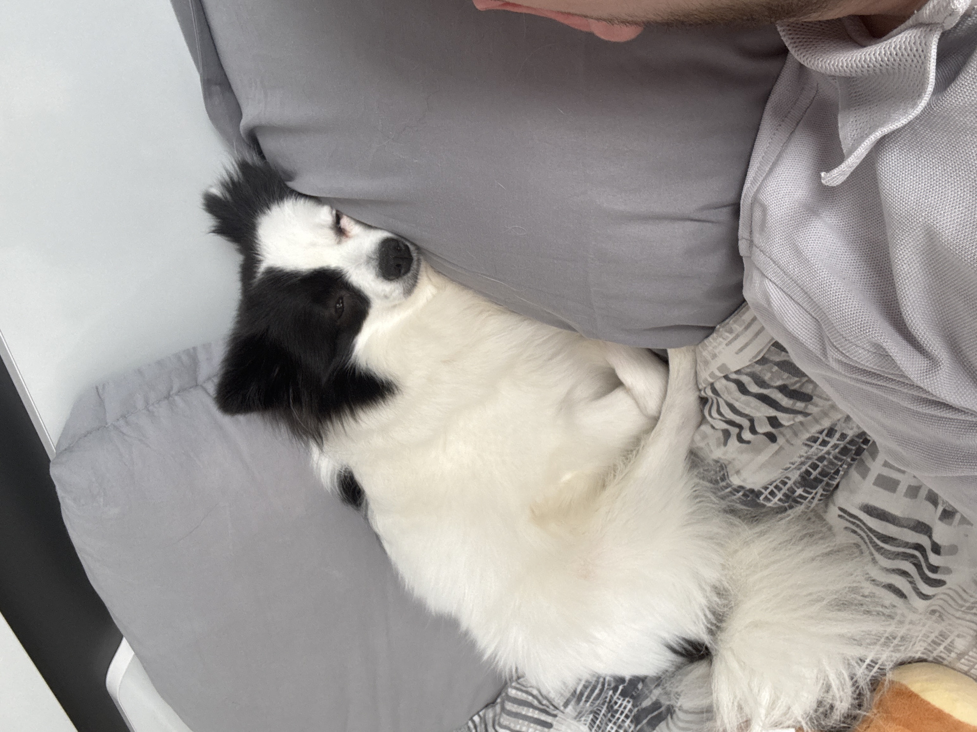 A black and white dog is lying on a bed next to a person. The dog is nestled against a gray pillow, and the person is wearing a gray shirt. The bed has gray sheets and a patterned gray and white blanket. The location is not discernible from the image.