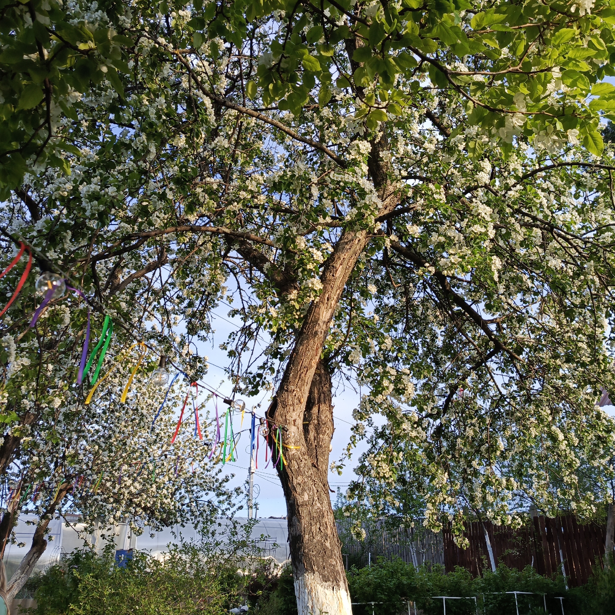 The image shows a tree in full bloom with white flowers. The trunk is brown and has been partially painted white at the base. Multi-colored ribbons are hanging from the tree branches, along with some string lights. The tree is surrounded by green bushes and a wooden fence in the background. There is a greenhouse visible in the distance. The location is likely a yard or garden. It is difficult to pinpoint the exact location in Chaikovsky, Russia, without additional information.