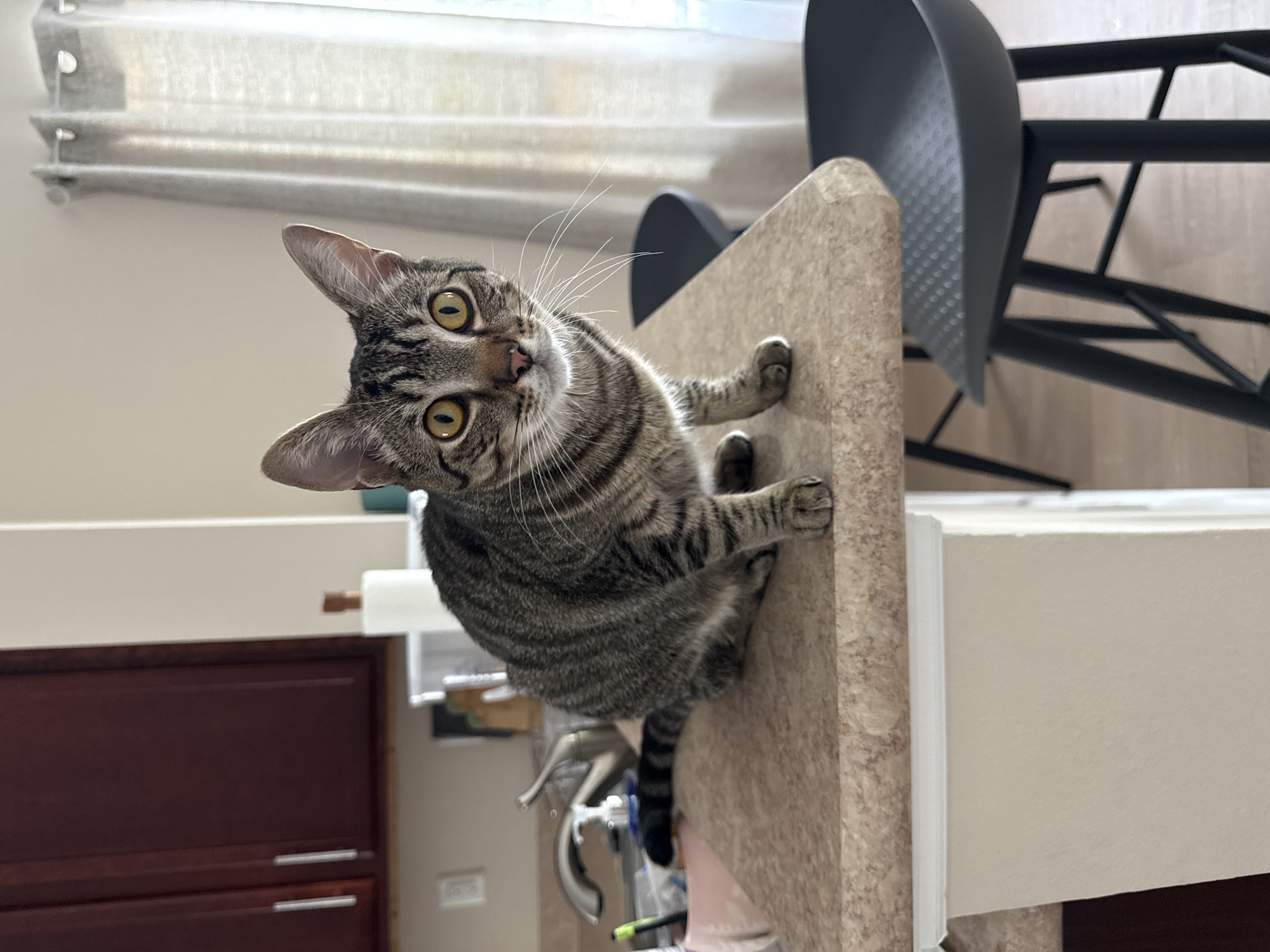 A tabby cat sits on a kitchen counter, facing the camera. The cat has yellow eyes and a striped pattern on its fur. In the background, there are kitchen cabinets, a sink, and a window with curtains. There are also two black bar stools in the foreground. The scene appears to be an indoor kitchen setting.