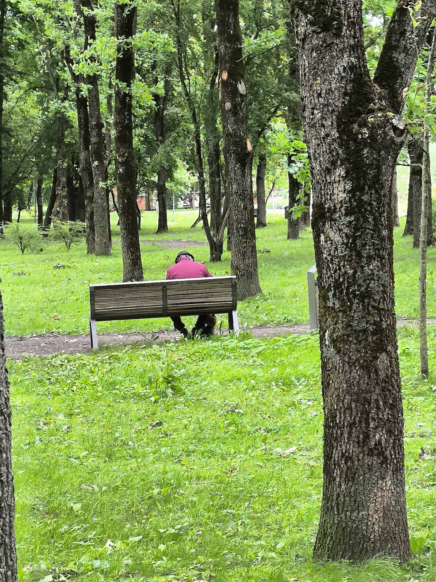 A person in a red shirt and dark pants sits on a park bench, facing away from the camera, with a dog at their feet. The bench is made of wood and metal and is situated on a paved path in a grassy park. Tall trees with green foliage surround the area. The ground is covered in lush green grass. In the background, more trees and a glimpse of buildings suggest an urban park setting. The overall impression is one of a quiet moment in nature.