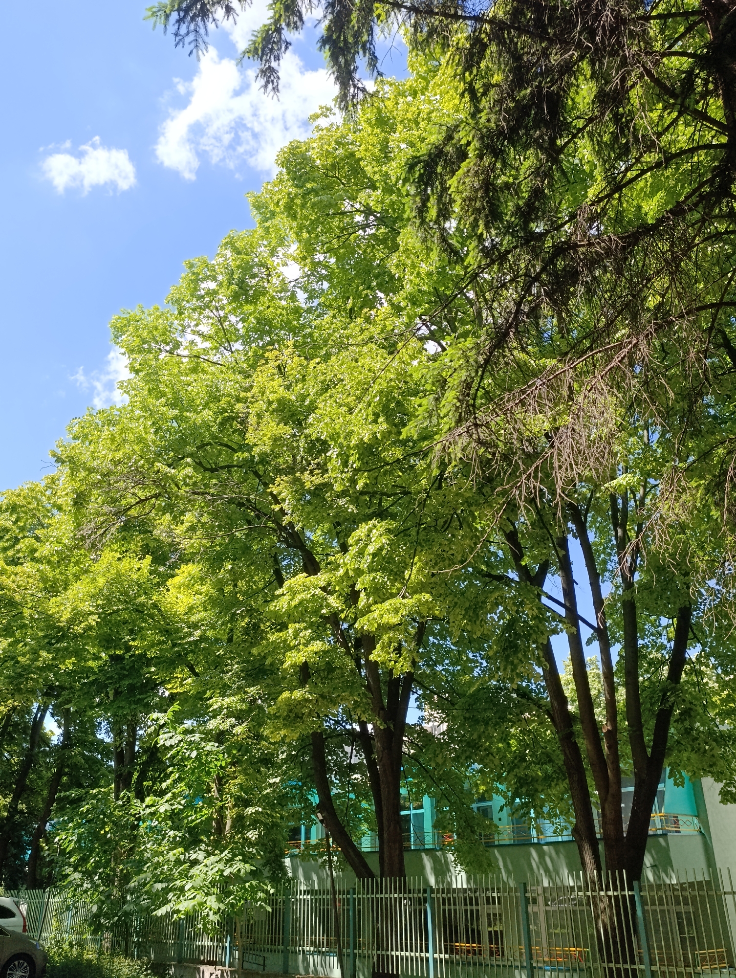 The image captures an outdoor scene on a sunny day, likely in Razgrad, Bulgaria. The dominant subjects are a variety of trees, featuring vibrant green foliage in the foreground and middle ground, contrasted with a sparser, darker evergreen tree in the upper right. The trees are silhouetted against a bright blue sky with scattered white clouds.
Below the trees, a light green metal fence runs horizontally across the frame, suggesting a boundary or the perimeter of a property. Behind the fence, a building with light green and white walls and turquoise windows is partially visible. A balcony with yellow railings is also apparent.
In the lower left corner, the rear of a dark-colored car is visible, partially obscured by vegetation. The scene evokes a sense of a warm, possibly late spring or summer day. The lighting suggests it is daytime, with sunlight filtering through the leaves, creating dappled shadows. There is no discernible text in the image. The overall impression is one of a peaceful, natural setting adjacent to a built environment.