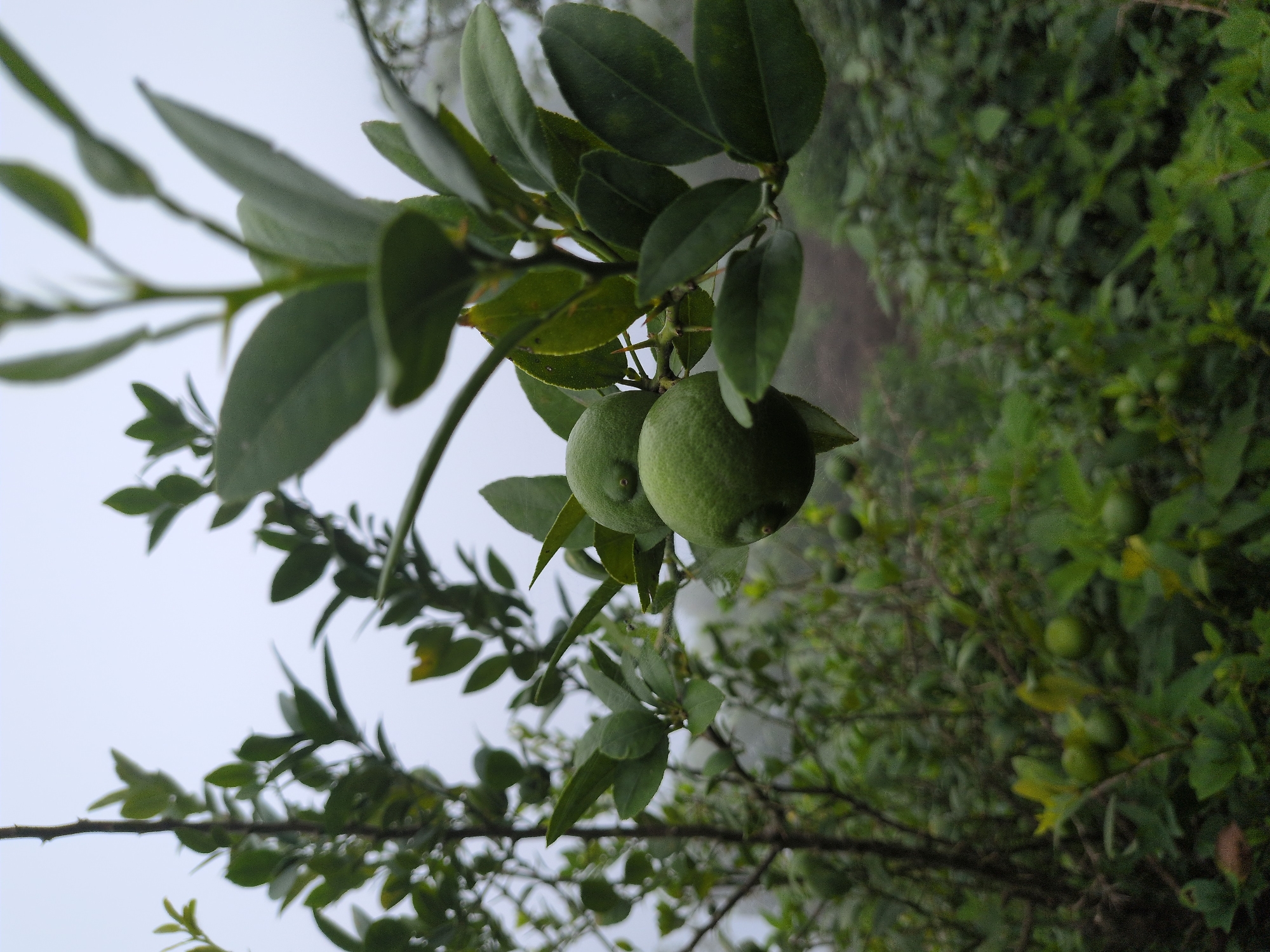A close-up, low-angle shot captures a branch of a lime tree laden with green limes in Kapurkot, Nepal. The limes are clustered, with two prominent ones in the foreground, their textured skin clearly visible. The leaves are a vibrant green, some appearing glossy and others slightly dull. The branch itself is dark and woody, with sharp thorns visible amongst the leaves and fruit. In the background, a dense, hazy foliage of more lime trees extends into the misty atmosphere, suggesting a damp or foggy day. The overall environment appears natural and somewhat overgrown, with a focus on the fruit and foliage in the immediate foreground.