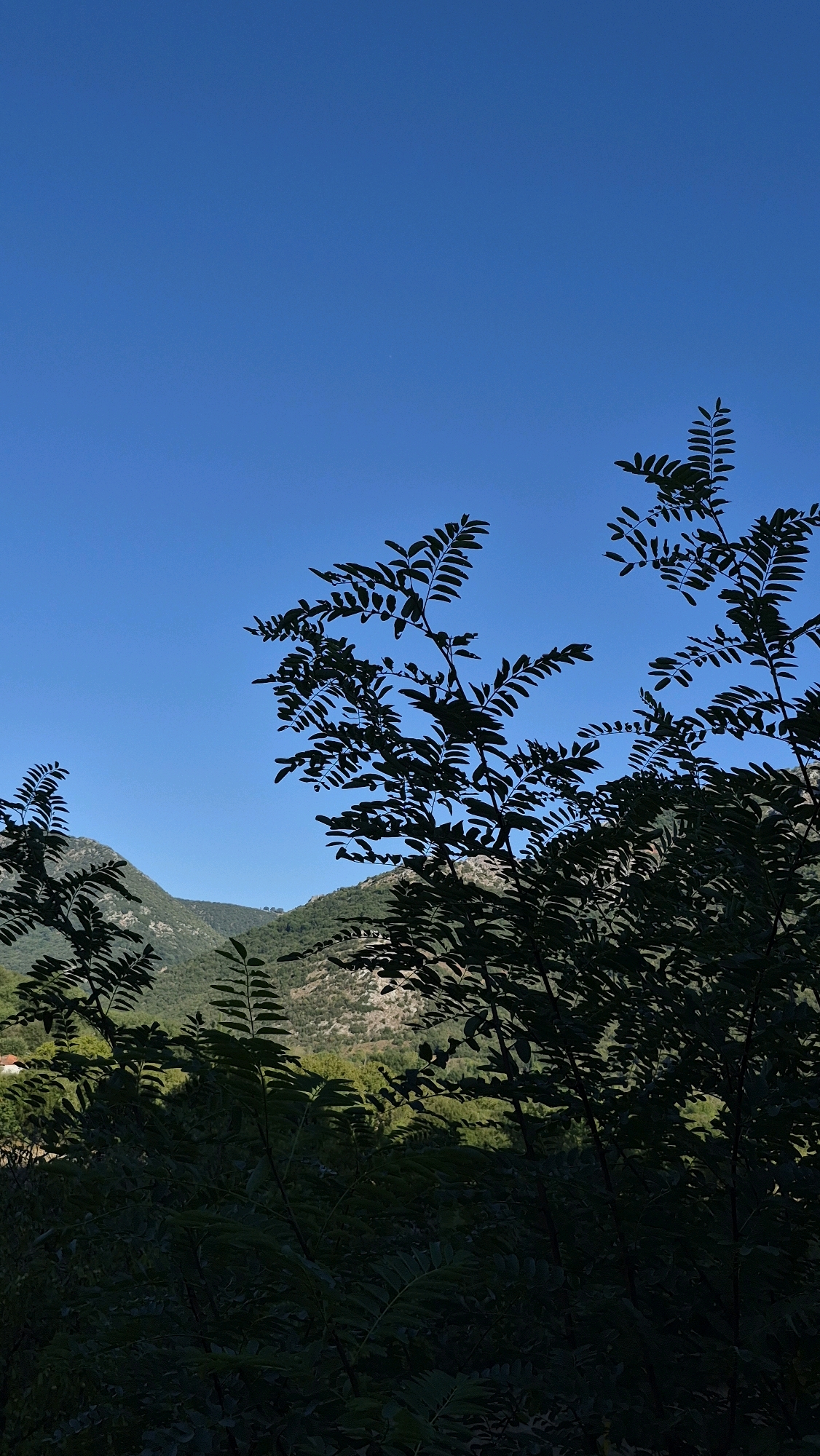The image depicts a scene dominated by a clear blue sky, with the lower portion of the frame filled with silhouetted foliage from trees and shrubs. In the distance, rolling hills covered in green vegetation and rocky outcrops are visible. The lighting suggests it is daytime, possibly late afternoon, given the silhouette effect. The location is described as Unknown, Unknown. There are no people or visible man-made structures other than a hint of a small building in the far left mid-ground. The focus is on the natural landscape and the interplay of light and shadow on the vegetation.