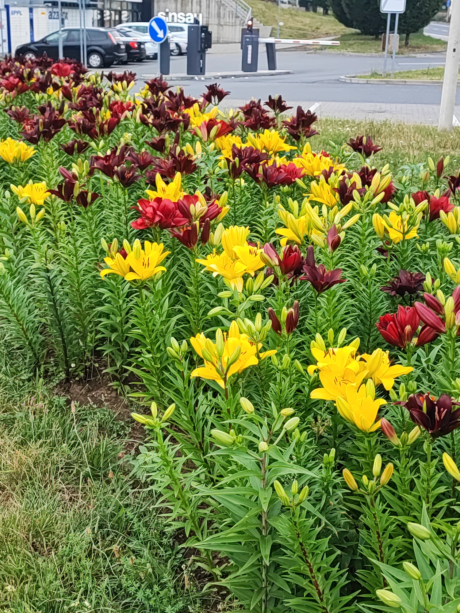The image shows a bed of lilies in front of a modern building with cars parked in the background. The lilies are a mix of bright yellow and deep burgundy. The plants are tall and lush with green foliage and numerous buds. In the background, there are parked cars, a barrier gate, and a blue directional sign. The setting appears to be an urban environment, possibly a commercial or office complex. The lighting suggests it is daytime. Based on the presence of the building's architecture and the style of the cars, the scene is likely in a developed country.