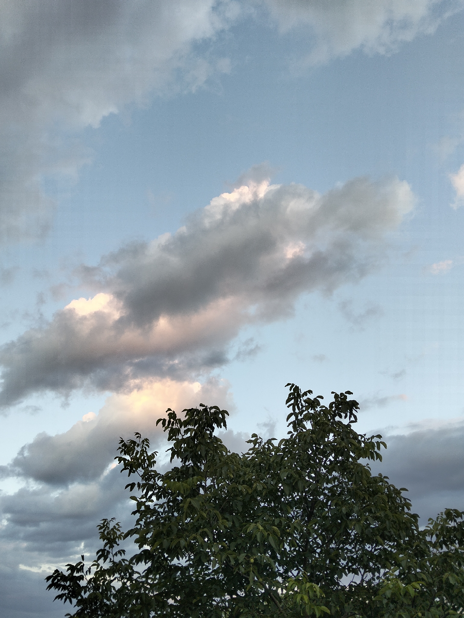 The image depicts a cloudy sky with hints of pink and yellow light from the setting sun peeking through. The lower portion of the frame is dominated by the dark green foliage of a tree, with some of its branches extending upwards into the sky. The sky is a pale blue, with scattered clouds of varying shades of gray and white. The clouds are thick and textured, suggesting the possibility of rain or a storm. The overall impression is one of a dramatic and dynamic sky, with the tree acting as a natural foreground element. There are no people or man-made objects visible in the image. The location in the city of Ustyvytsia, Ukraine is not discernible from the image content.