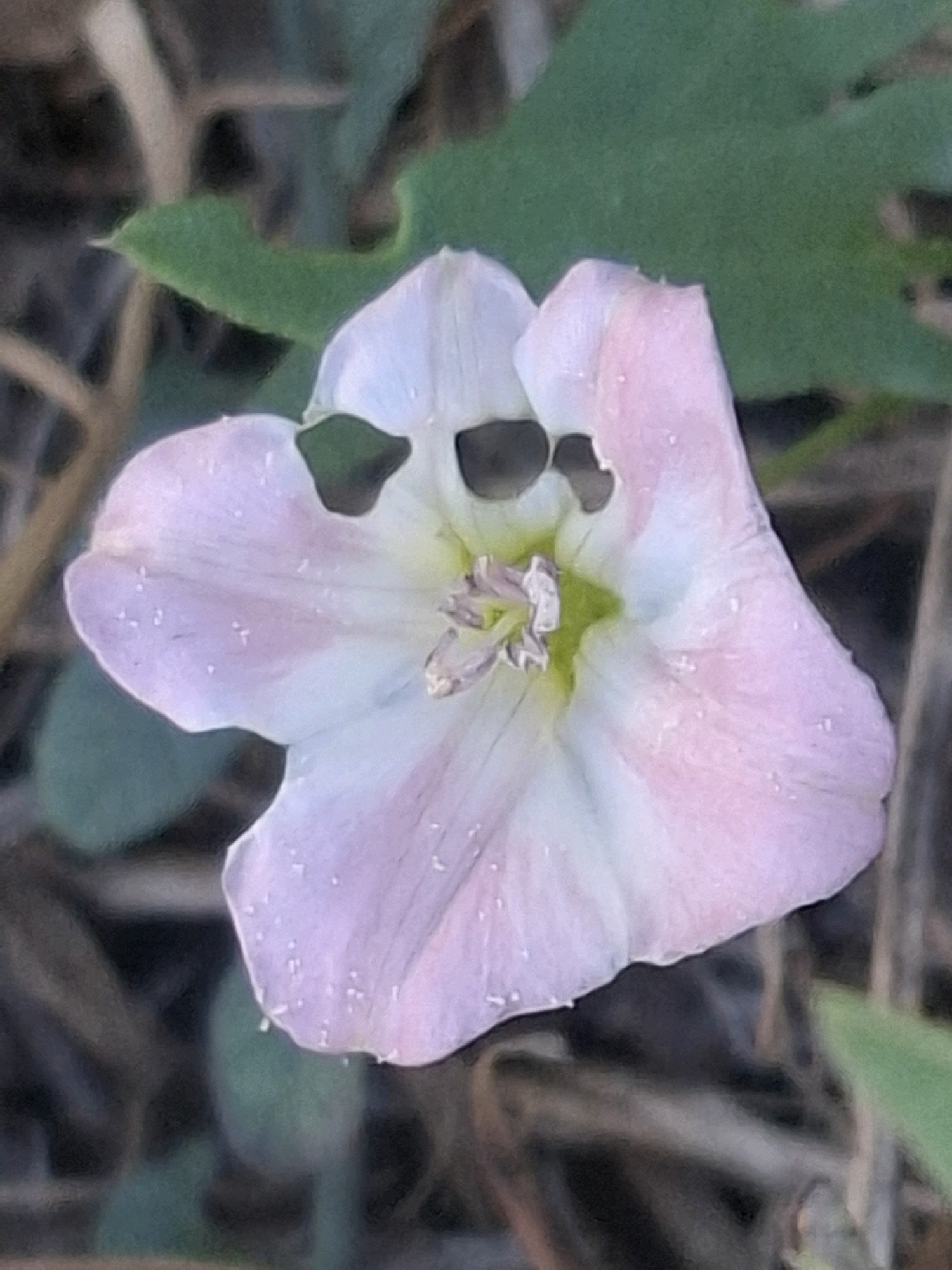 A close-up, slightly blurred photograph shows a light pink and white funnel-shaped flower with water droplets on its petals. The flower has three dark, irregularly shaped holes in its upper portion, resembling a face. The background is out of focus, with hints of green leaves and brown, dry vegetation. The image is shot from a slightly elevated, direct angle. There is no visible indication of the city of Almaty, Kazakhstan.