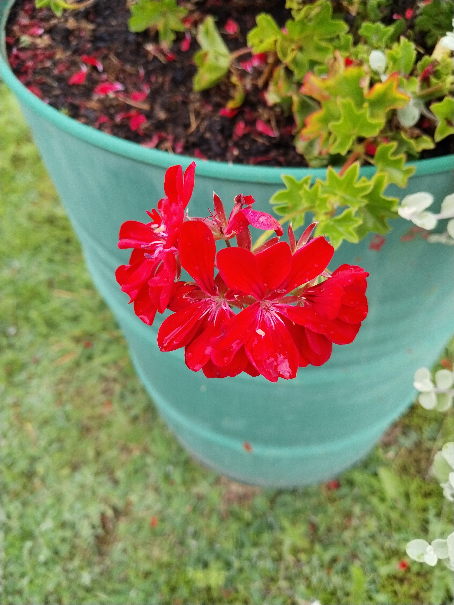 A cluster of bright red geranium flowers is in full bloom, partially obscuring the rim of a large, teal-colored planter. The planter is filled with dark soil, on which scattered red petals lie. Green foliage, some with reddish edges, grows from the soil within the planter. The planter sits on a patch of green grass. Small white flowers are visible on the right side of the planter. The background is a blur of green grass.