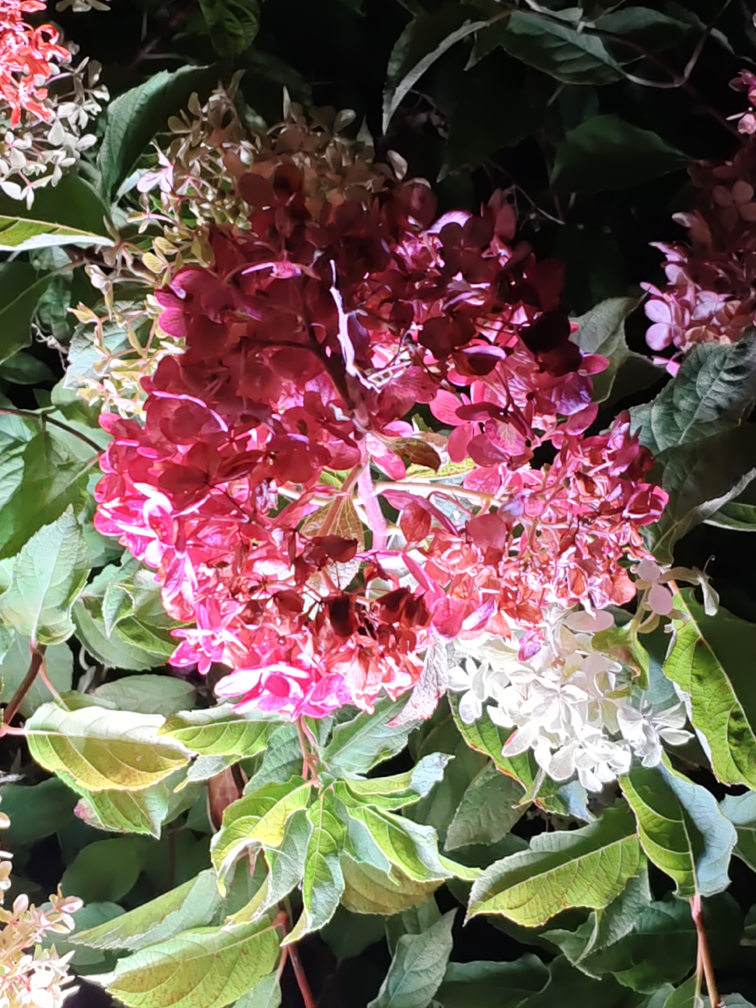 The image shows a close-up of hydrangeas in bloom. The flowers are a mix of deep pink, red, and white, with some green foliage visible. The lighting suggests it is either dusk or nighttime, with artificial light illuminating the flowers. There are no people or animals in the image. There is no information in the image that would allow for its location to be identified as Rostov-on-Don, Russia.