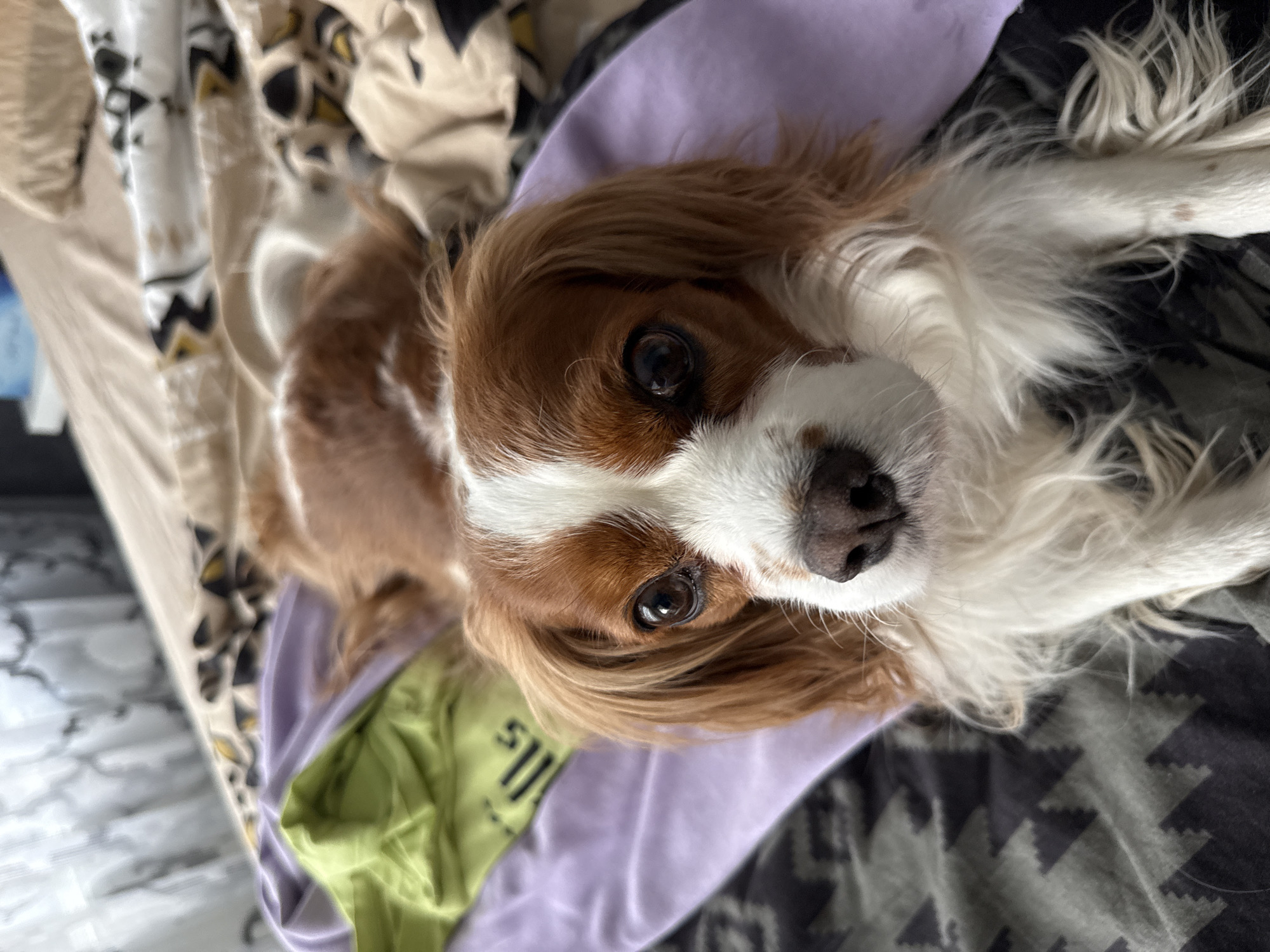 A Cavalier King Charles Spaniel with brown and white markings is lying on a bed. The bed is covered in various fabrics including a patterned gray fabric, a solid purple fabric, and a green fabric with text on it. The dog is looking up at the camera. The location in Sofia, Bulgaria is not knowable from the image.
