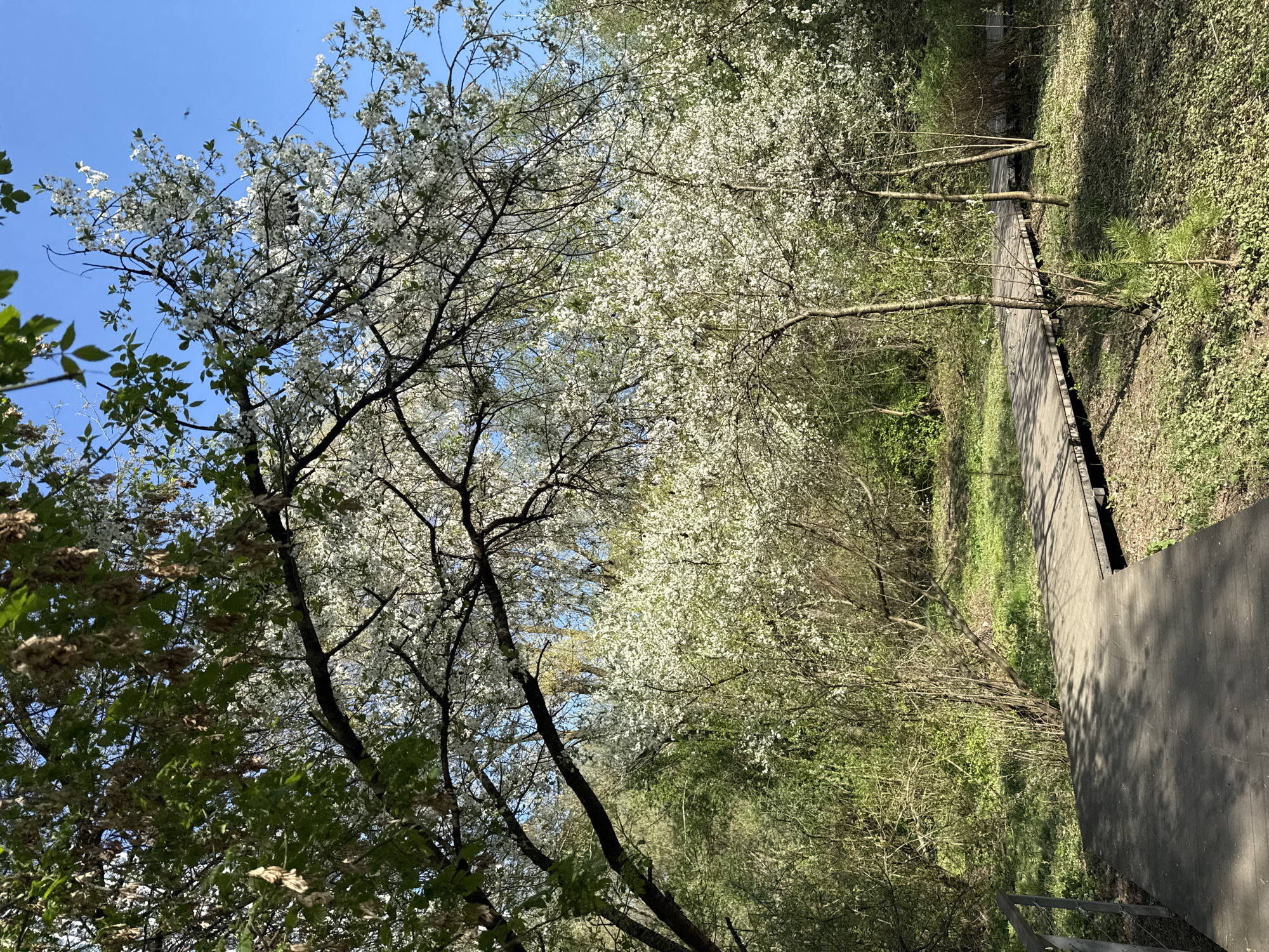 The image depicts a path through a blossoming tree-lined area, likely a park or garden. A concrete path runs along the right side of the image, leading into a densely wooded area. Trees with white blossoms dominate the scene, especially on the left side, contrasting with the clear blue sky visible in some areas. The environment includes green vegetation, suggesting springtime. The location is Moscow, Russia. No people are visible.