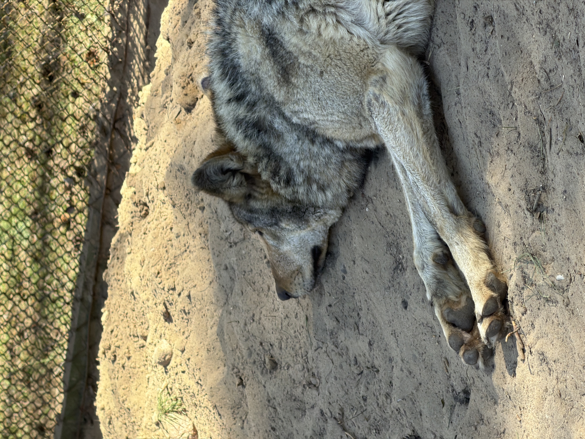 A wolf lies on sandy ground, its legs crossed. To the left is a chain-link fence. The location is Камянюцкі сельскі Савет, Belarus.