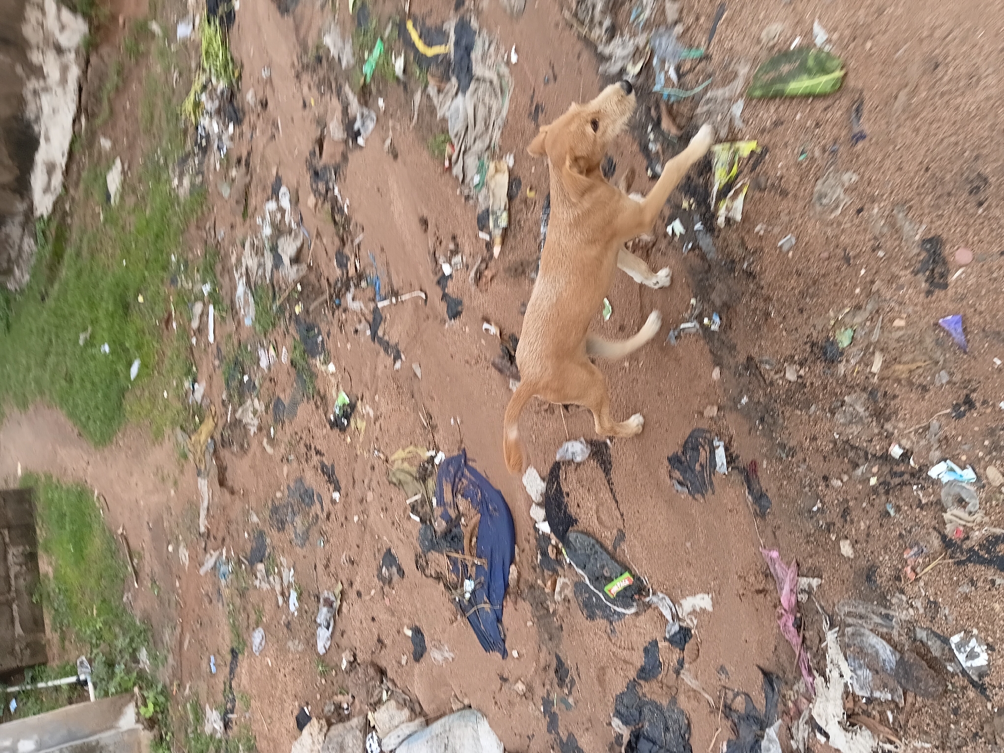 The image depicts a light brown dog standing in an outdoor area littered with trash. The ground appears to be a mix of dirt and sand. The dog is in the center of the frame, with its body angled upwards and its head turned to the right. It has its front paws raised, as if reaching for something or playing. Various pieces of trash are scattered around the dog and across the ground, including plastic bags, torn fabric, and unidentifiable debris. There is a patch of green grass to the left of the dog, suggesting it is near a grassy area. The overall scene appears unkempt and possibly a dumping ground. The lighting suggests it could be daytime, but the specific time is not discernible. No text is visible in the image.