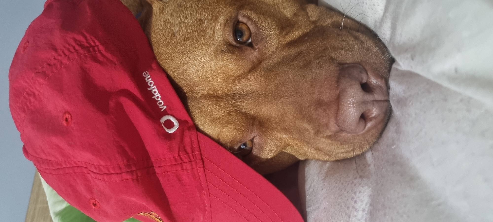 A close-up shot captures the head of a brown dog resting partially on a white, textured surface, possibly bedding. A red baseball cap with the white "Vodafone" logo is positioned adjacent to the dog's head, partially obscuring its left side. The dog's eyes are open, and it appears relaxed. The background is out of focus, with a hint of a light-colored wall visible. The location is Unknown, Unknown.
