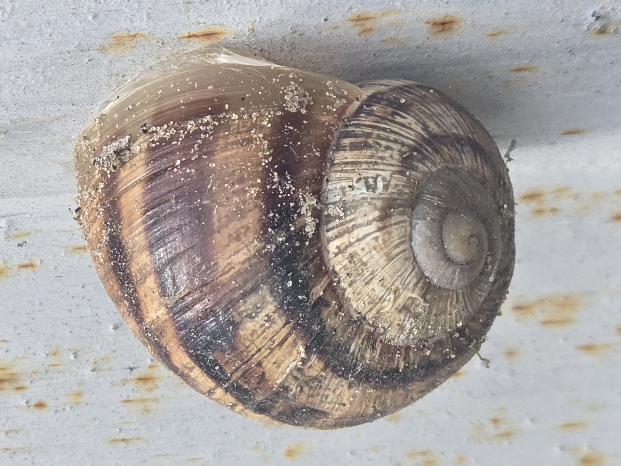 This close-up image displays a stationary snail shell resting on a light-colored, textured surface. The snail shell exhibits a spiral form, predominantly brown in color with darker, concentric bands or stripes. Its surface is adorned with numerous small, light-colored granular particles, resembling sand or fine dirt, along with some scattered darker specks. The shell appears somewhat weathered.
The background is a light grey or off-white, seemingly rough-textured surface, possibly concrete or painted metal. This surface is marked by several irregular reddish-brown stains, consistent with rust. The lighting is natural and even, suggesting an outdoor setting during daylight. There are no people visible, nor is there any discernible text within the image. The provided cropped views emphasize the granular detail on the shell and the rusty, textured nature of the background surface.