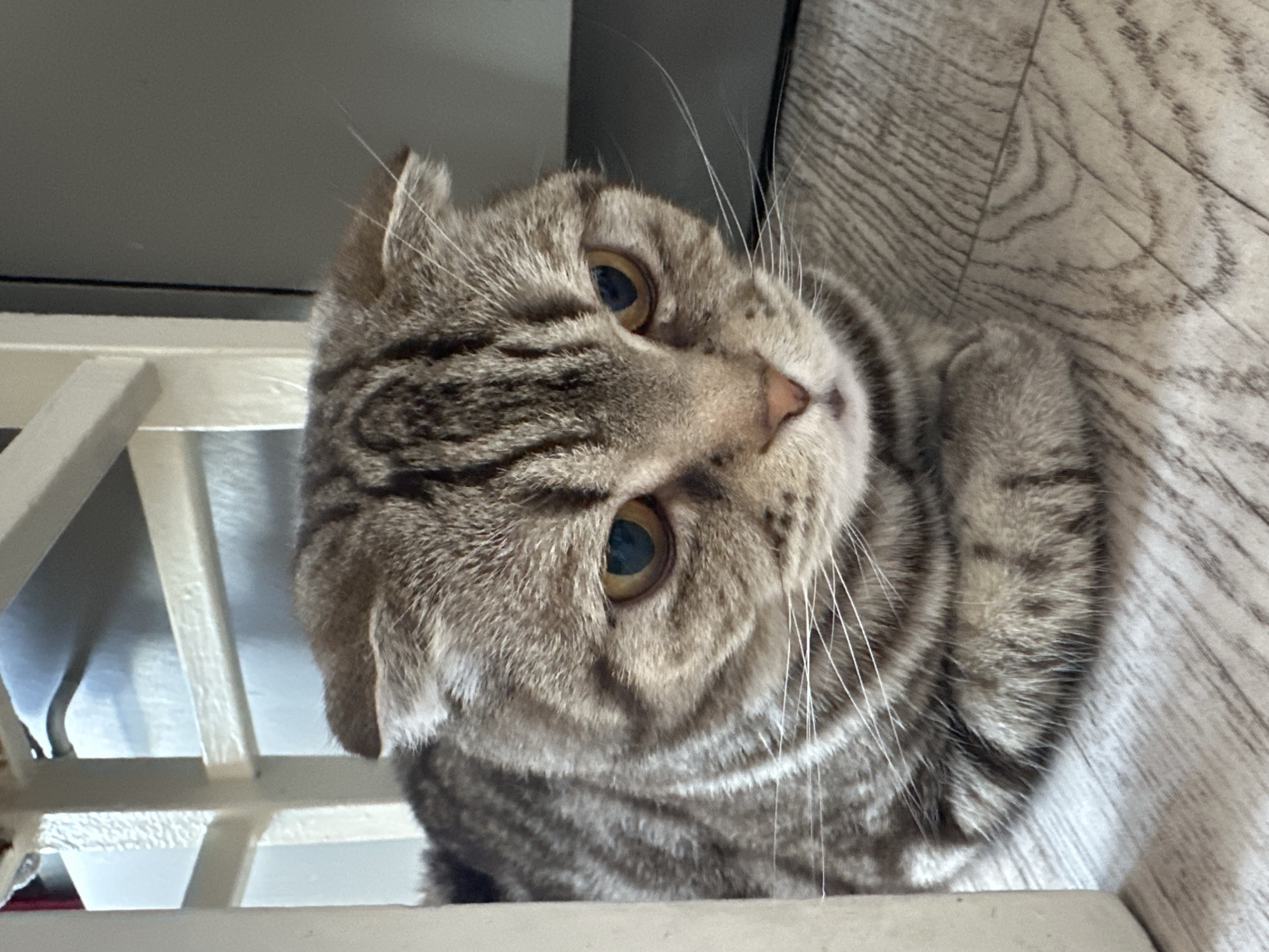 A close-up shot of a tabby cat with folded ears is angled towards the viewer. The cat has large, round eyes and a grey-brown coat with darker stripes. It is positioned near a white, latticed structure. In the background, a light-colored wooden floor is visible. The location and city are unknown.