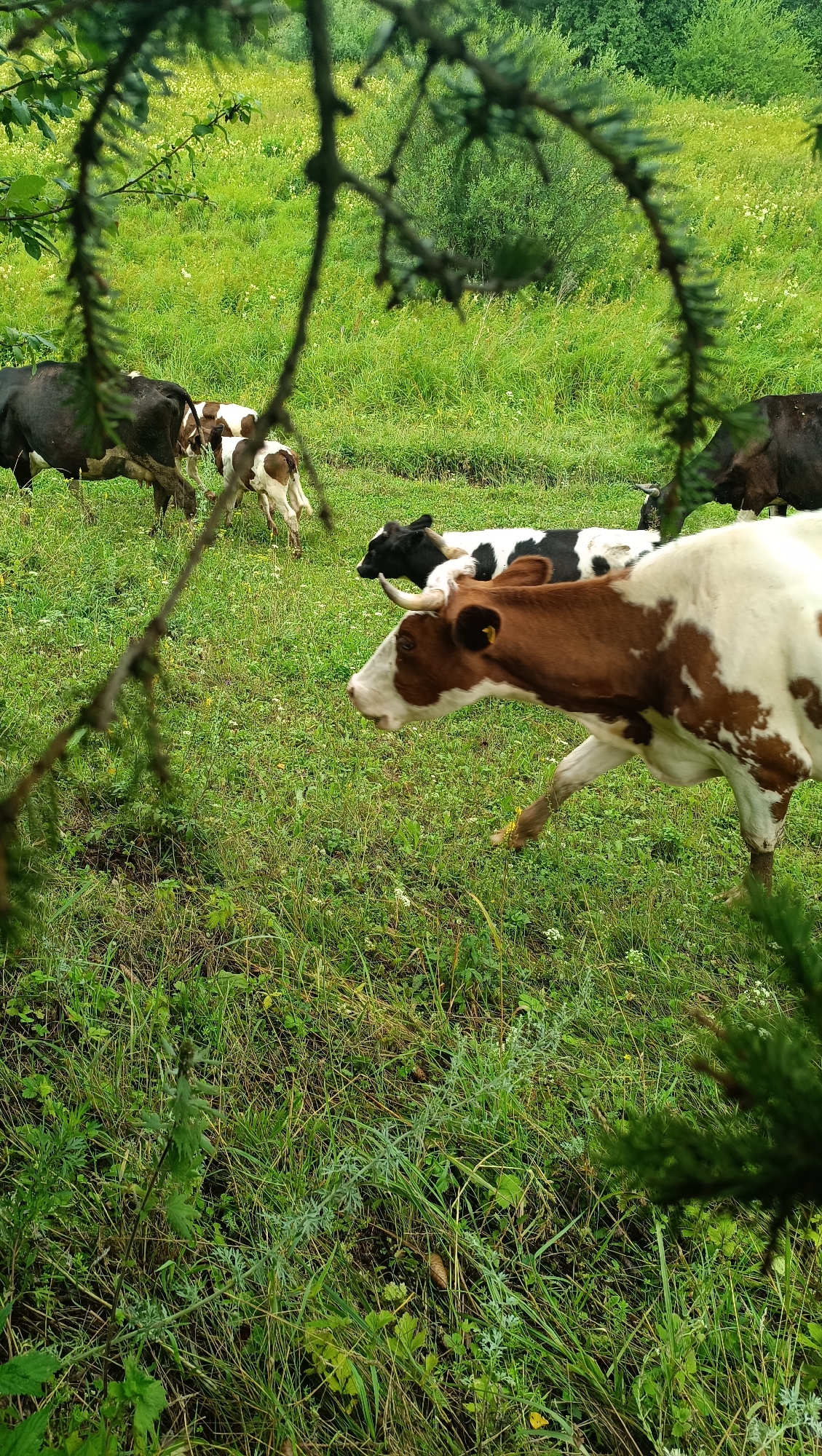 A herd of cows grazes in a lush green meadow. The cows are a mix of brown, white, and black. Some are standing, while others are lying down. The meadow is surrounded by trees and a forest. The sky is overcast. The location is the city of Karsha, Russia.