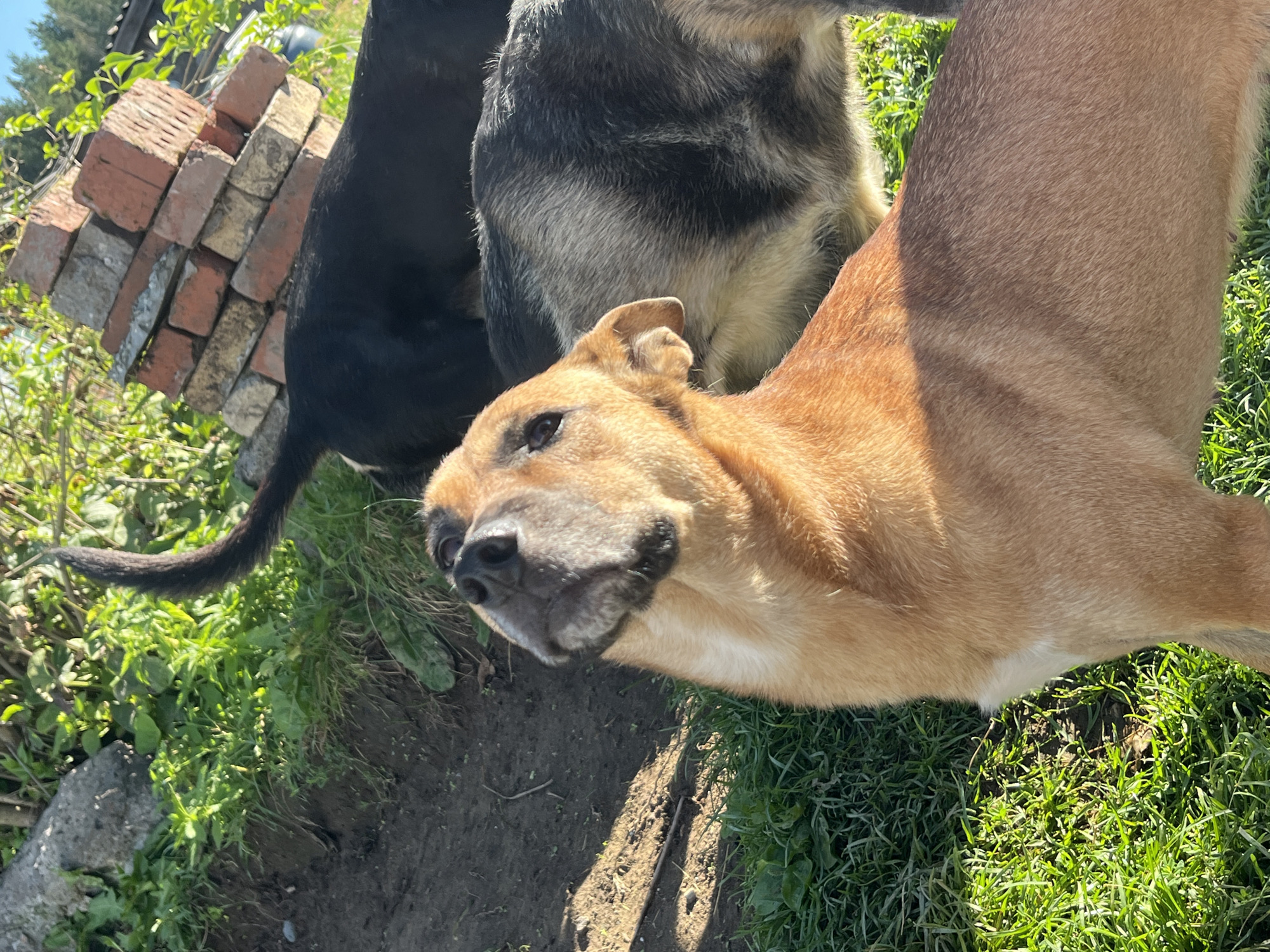 A group of dogs are outdoors in a grassy area with a pile of bricks in the background. The dog in the foreground is a light brown color and looking up and to the left. Behind it, another dog with black and grey fur is visible, and further back, a third dog with mostly black fur is partially obscured by the pile of bricks. The environment appears to be a yard or park, with shadows indicating sunlight. The location is identified as Nizhny Tagil, Russia.