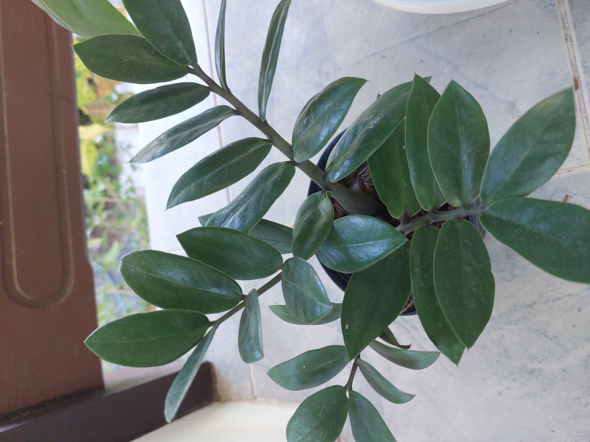 A potted Zamioculcas zamiifolia plant, commonly known as a ZZ plant, sits on a tiled floor. The plant has thick, waxy, dark green leaves arranged alternately on upright stems. The pot is black and is partially visible. In the background, a brown ledge or railing is visible, and beyond that, blurred green foliage suggests an outdoor environment. The scene is likely located in Baan Mae Nam, Thailand, given the tiled floor and the type of outdoor vegetation.