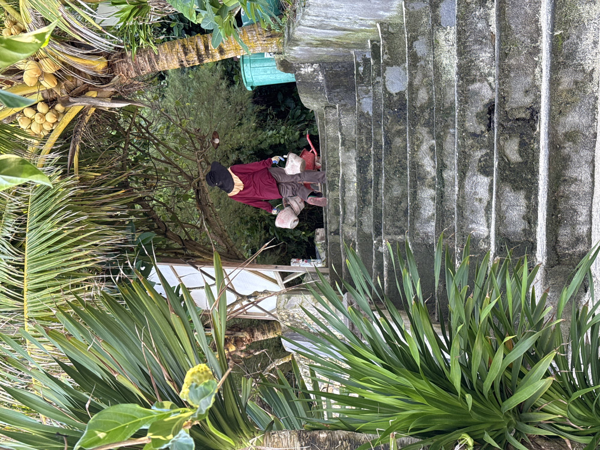 The scene depicts a scarecrow positioned adjacent to a concrete staircase in an outdoor location in Kuta Selatan, Indonesia. The scarecrow, wearing a dark hat, a red shirt with a ruffled collar, and brown pants, is holding white objects in each hand. A small red wagon is placed nearby. The staircase is aged and shows signs of weathering. Tropical foliage, including a palm tree bearing coconuts, surrounds the area, creating a lush, natural setting.