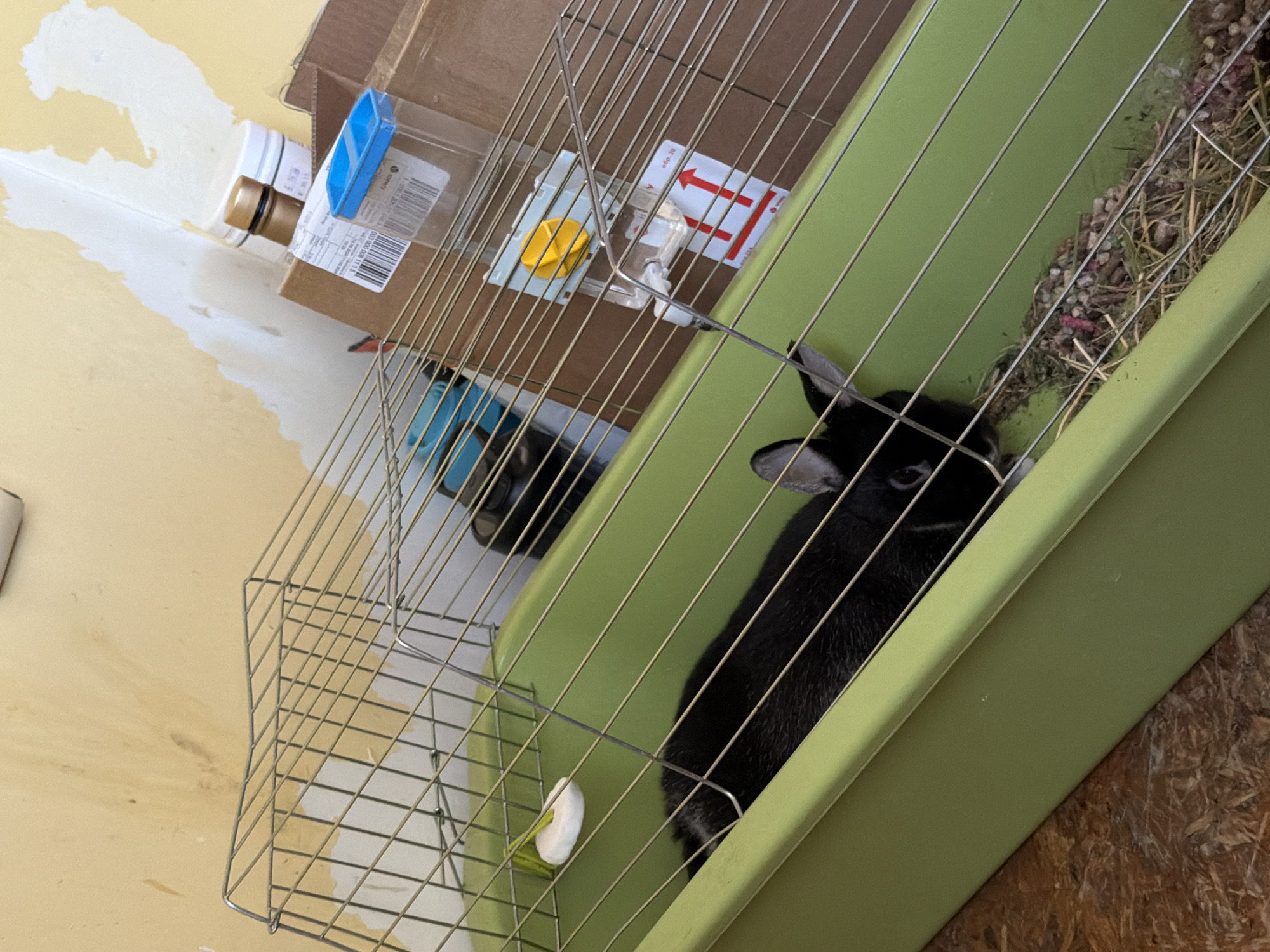 A black rabbit lies in a light green plastic enclosure, surrounded by a metal wire cage. The enclosure contains bedding material, including hay and some colorful pellets. To the left of the rabbit, a white chew toy is attached to the cage. In the background, out of focus, are cardboard boxes, a water bottle attached to the cage, and a white plastic container. The wall behind the cage is painted a pale yellow and appears to be peeling in some areas. This scene is likely indoors, possibly in a home or a pet store. The image does not contain any specific clues to indicate its location in Burgas, Bulgaria.