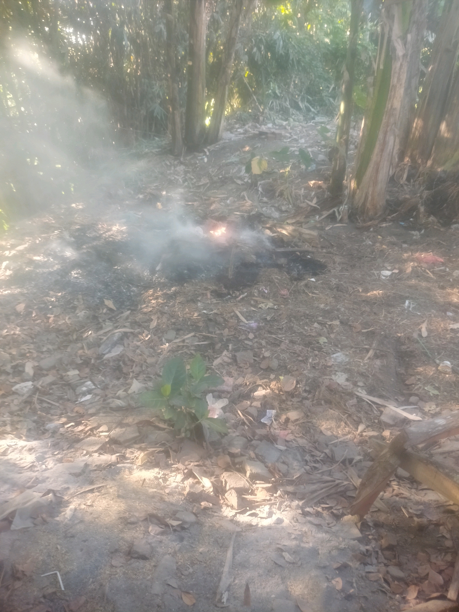 The image depicts a clearing in a natural environment, possibly a backyard or a less-maintained area on the outskirts of Kebonagung, Indonesia. The ground is covered in dry leaves, twigs, and debris, suggesting an outdoor setting with vegetation. In the center of the image, a small fire is burning, producing a noticeable amount of smoke that drifts towards the left. Some charred remains are visible around the fire, indicating that burning of refuse or clearing of brush may be occurring.
The surrounding environment features several large trees, including what appear to be banana trees on the right side, characterized by their thick, fibrous trunks. The lighting suggests it is daytime, with sunlight filtering through the leaves of the trees, creating dappled light and shadows on the ground. There is a hint of a pathway or open area extending into the background, partially obscured by smoke and foliage. No people are visible in the frame. The overall scene conveys a sense of an informal outdoor activity in a moderately vegetated area.