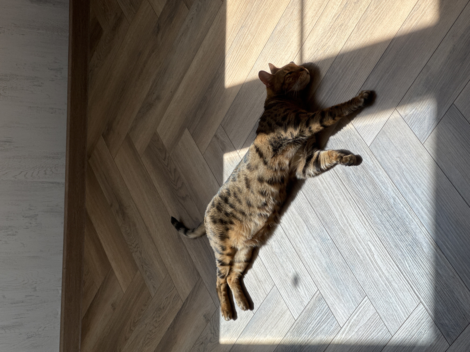 A full-body shot shows a Bengal cat lying on a herringbone-patterned wooden floor bathed in sunlight. The cat stretches out with its head near the light source, eyes closed. Its coat is marked with dark spots and stripes on a lighter background. The floor shows varying shades of grey and brown. A dark strip runs along the left edge, possibly a baseboard. The location is Unknown, Unknown.