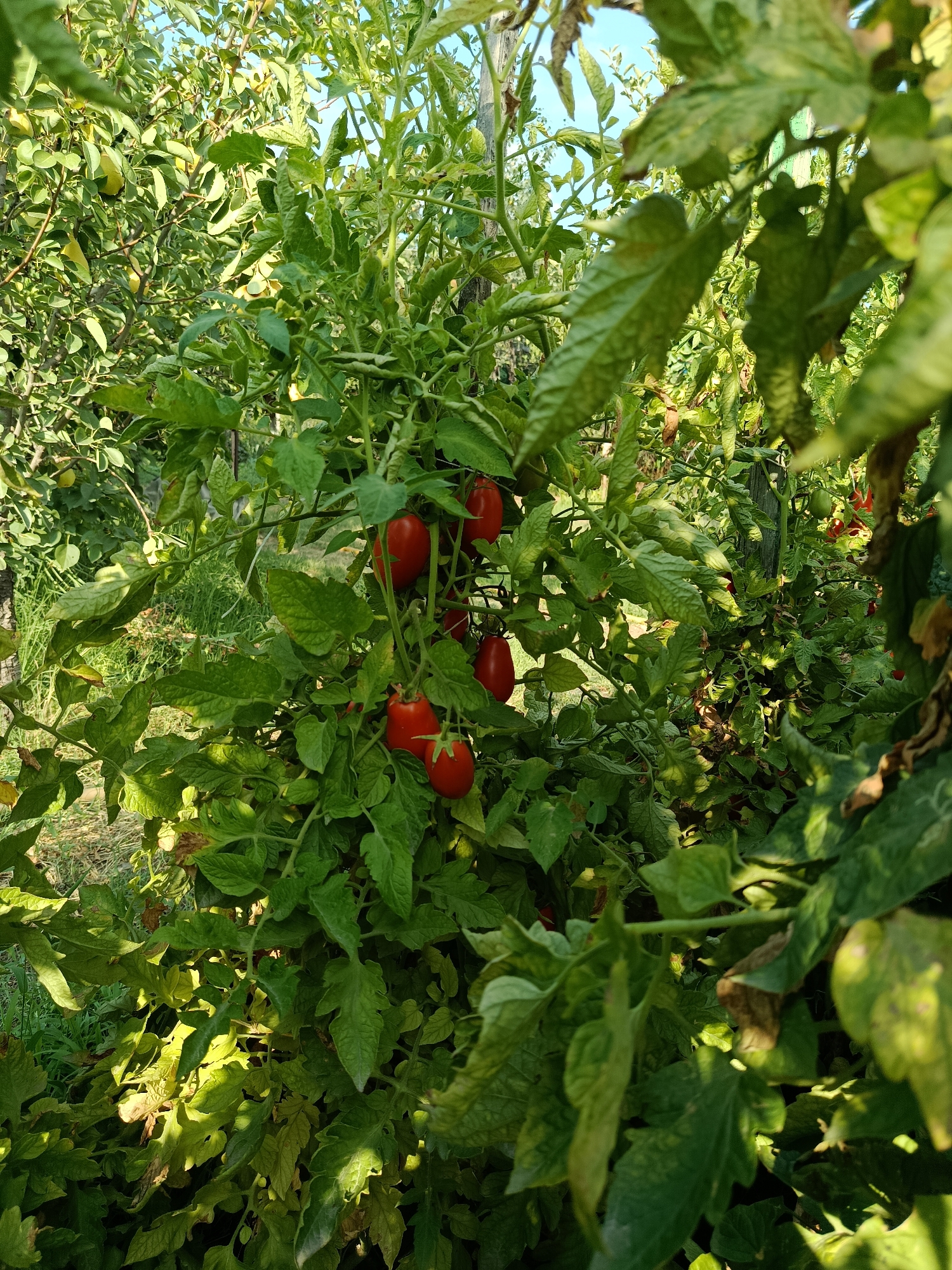 In an outdoor setting, likely a garden or allotment in Қарасу, Kazakhstan, a tomato plant bearing ripe, red, oblong tomatoes is prominently featured. The plant is lush green, with many leaves obscuring the view of the tomatoes and the surrounding environment. The tomatoes are clustered together on the vine, with some fully exposed and others partially hidden by foliage. The background consists of more greenery, suggesting a natural or cultivated outdoor space, with dappled sunlight filtering through the leaves. The overall impression is one of natural growth and a bountiful harvest.