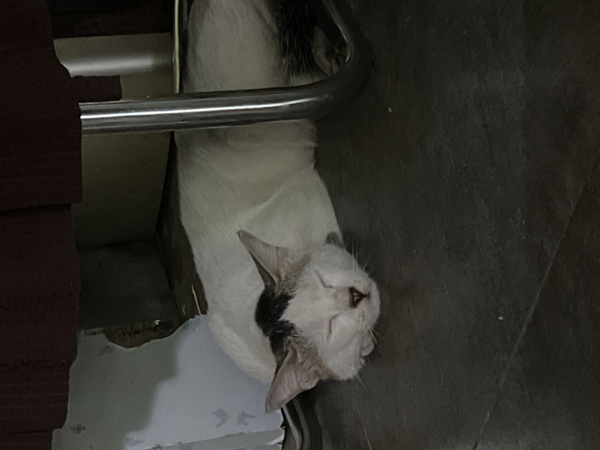 A white cat with black markings on its head and tail sleeps on a dark floor, nestled under a piece of furniture supported by a metal leg. The cat is positioned on its side, with its eyes closed and its head resting on its paws. The background is dimly lit, with hints of a wall and the underside of a wooden structure above. The scene appears to be indoors, possibly in a residential or commercial space. The location is specified as Klapanunggal, Indonesia.