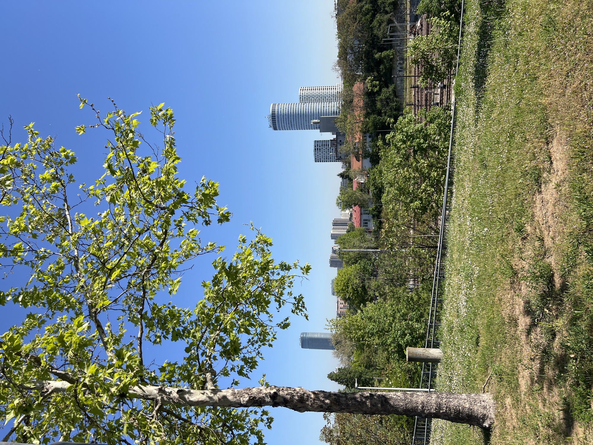The image depicts a landscape in Belgrade, Serbia, showcasing a blend of nature and urban elements under a clear, blue sky. In the foreground, a tree with light green leaves stands prominently, its trunk extending from the bottom of the frame. To the right, a grassy area with wildflowers transitions into dense vegetation, obscuring the landscape. In the midground, a cluster of buildings and skyscrapers is visible behind the trees. There's also a glimpse of a railway track. The buildings suggest an urban environment. The photograph is taken on a bright day, enhancing the vibrancy of the green foliage and the clear blue sky.