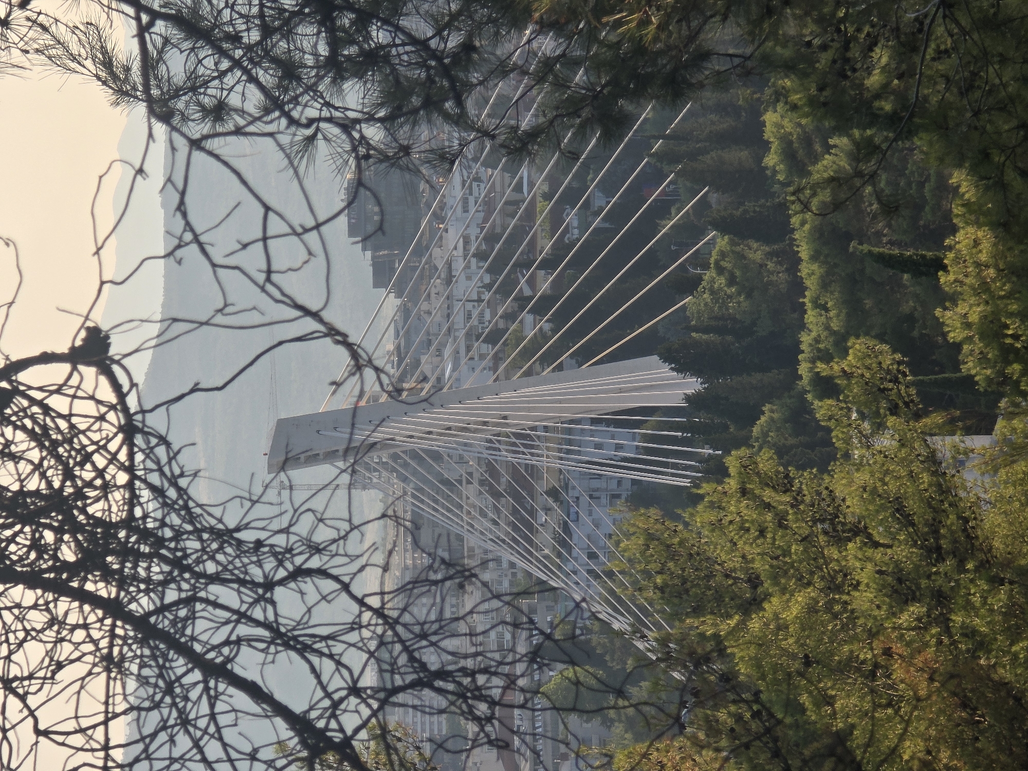 This is a medium shot of a modern cable-stayed bridge with a distinctive white pylon, seen through the branches of trees. The bridge is a prominent structure in the background, with its many cables fanning out and connecting to the road deck. In front of the bridge, there is a dense collection of trees, some of which are in the foreground, partially obscuring the view. Behind the bridge, a city landscape is visible, with numerous buildings and hints of hills or mountains in the distance. The sky above is a pale, hazy color, suggesting it might be dawn or dusk.