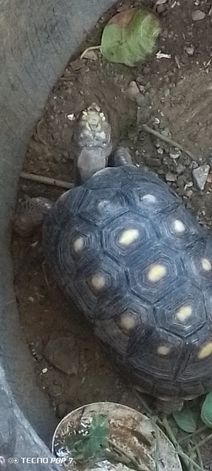 The image depicts a turtle, likely a Yellow-footed Tortoise (Chelonoidis denticulatus), within what appears to be a container or small enclosure filled with soil, small rocks, and some vegetation including a green leaf. The turtle is facing the top of the image with its head extended. The shell is dark with yellow markings. The location indicated is Altagracia, Venezuela, but the photo does not provide enough information to confirm the location, only that it is likely that the photo was taken there. There are no other people or specific objects depicted.