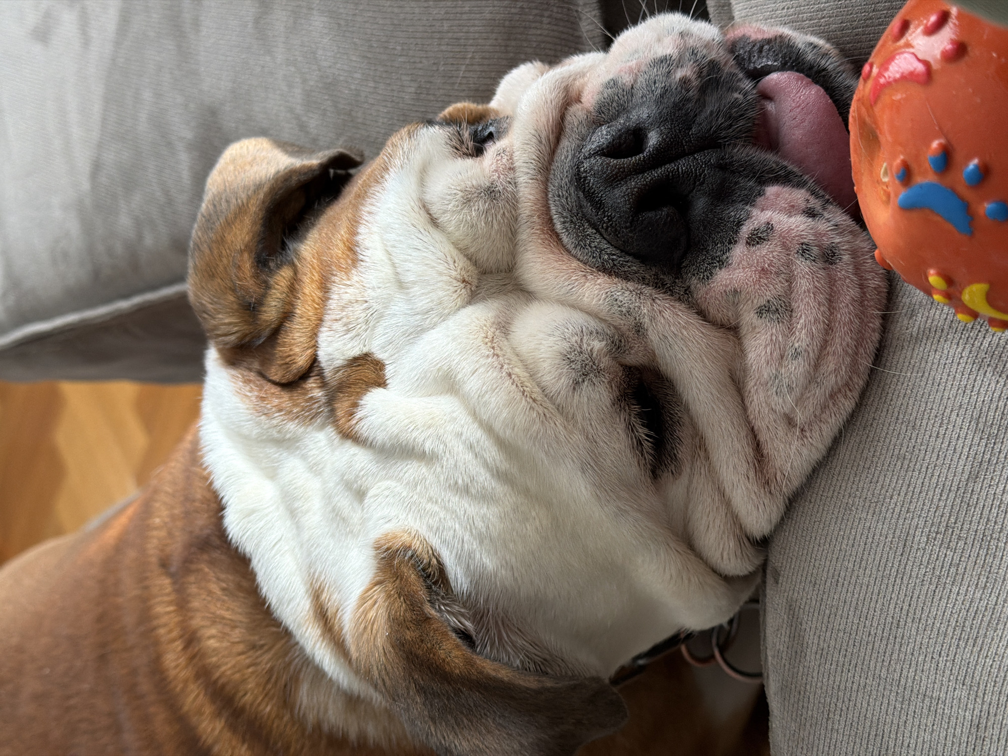 A close-up photograph depicts an English Bulldog resting its head on a light gray fabric surface, likely a sofa or cushion. The dog has a primarily white and tan coat with distinctive wrinkles characteristic of the breed. Its tongue is slightly visible, protruding from its mouth. A reddish-orange dog toy with a blue paw print design is adjacent to the dog's head, resting against the same surface. A dog collar is visible around its neck. The setting appears to be indoors, with a portion of a wooden floor visible. The photograph does not provide sufficient information to determine the location as Sofia, Bulgaria.