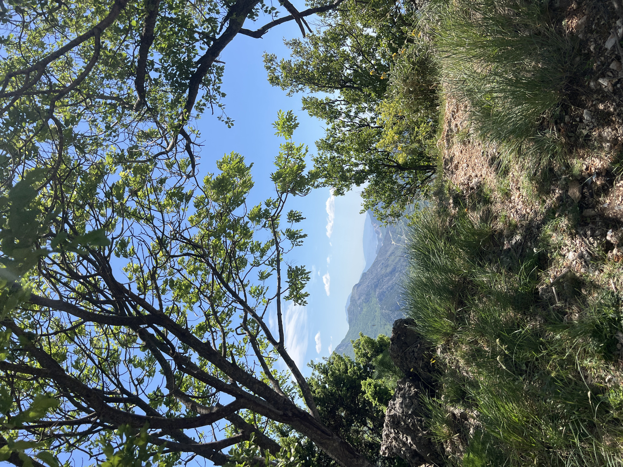 The image shows a view from a mountain in Novoselje, Montenegro. A clear blue sky is visible through the branches of trees, and the landscape is a mix of grass, rocks, and distant mountain ranges. The foliage around the edge of the image is dense, suggesting a viewpoint on a cliff or steep slope.
