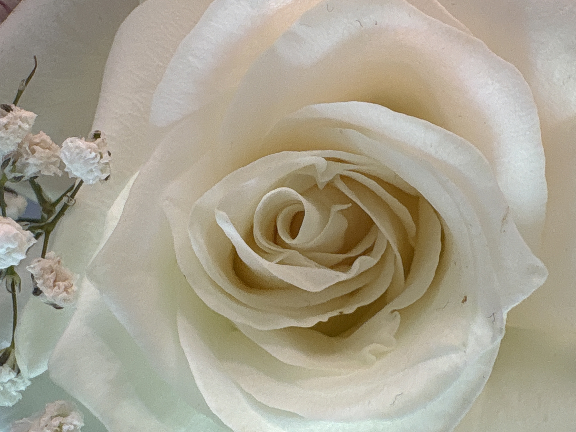 The image is a close-up of a white rose in full bloom. The rose's petals are tightly spiraled at the center, gradually unfurling outwards. The color is predominantly white, with hints of cream or pale yellow towards the center of the bloom. To the left of the rose is a sprig of small, white flowers, possibly baby's breath. The background is a soft, indistinct color, suggesting a light or neutral setting. No evidence suggests the location is Saint Petersburg, Russia.