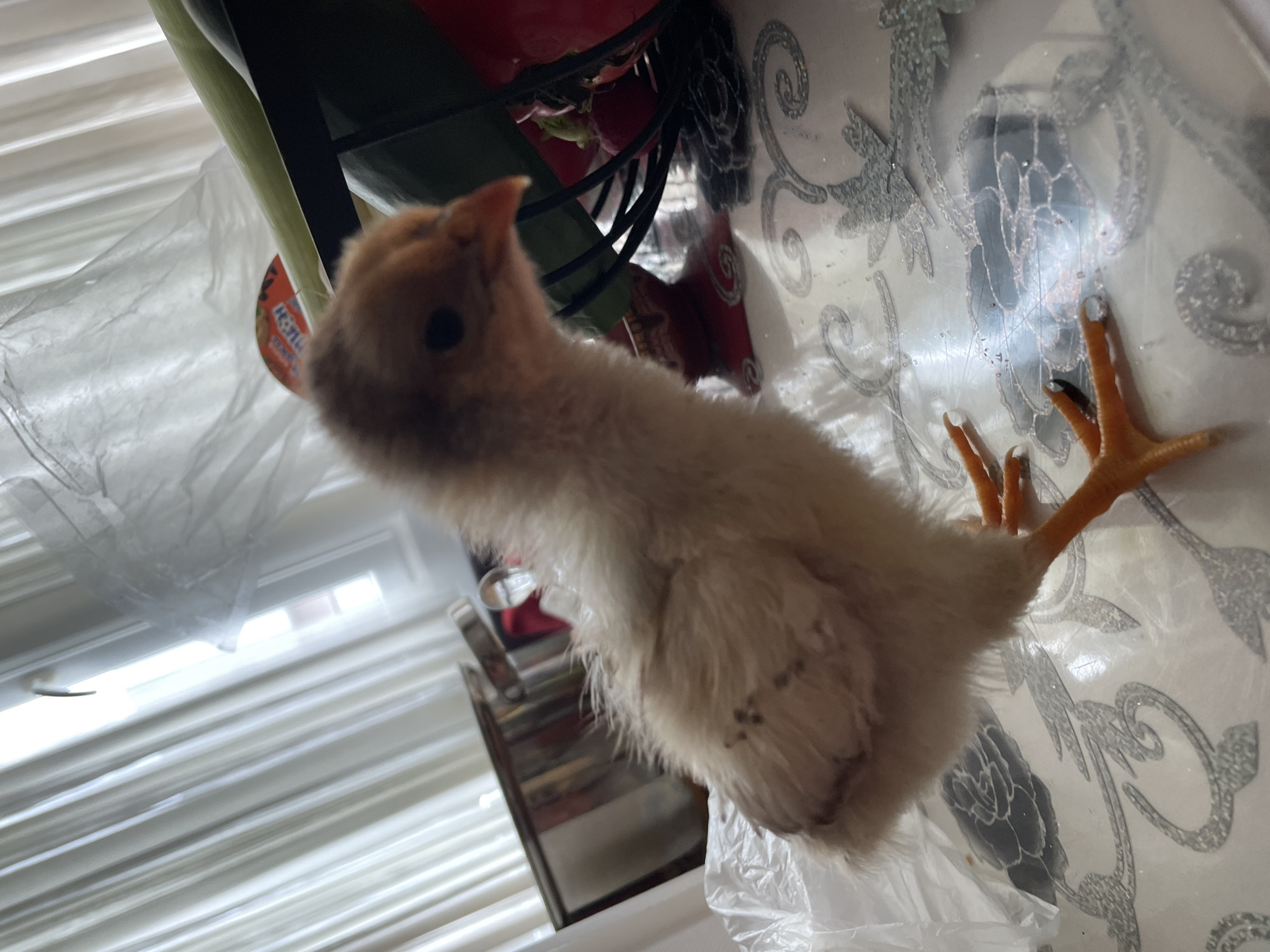 A small, light-brown chick with orange feet rests on a white surface patterned with silver floral designs. It appears to be inside, with vertical blinds visible in the background, suggesting a window. A plastic bag is crumpled around the chick. A multi-tiered container with green and red items is visible in the background. The location is specified as Zlatograd, Bulgaria.