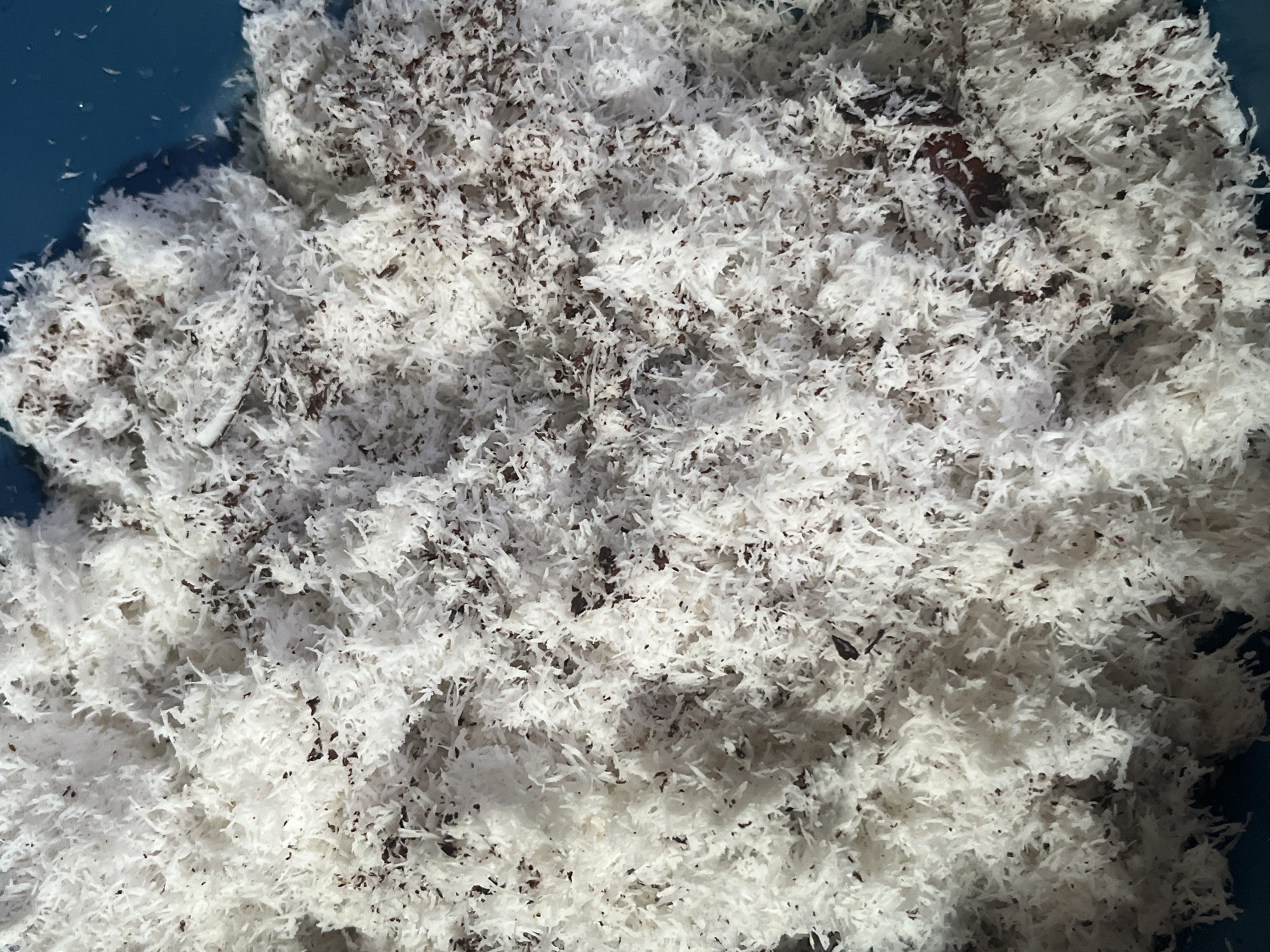A close-up, overhead shot of a pile of shredded coconut is presented. The coconut is white and fluffy with small, dark brown specks interspersed throughout, likely bits of coconut skin or other ingredients. The texture is fine and stringy. The material is contained within a blue bowl, with the edge of the bowl visible in the upper right corner. The lighting suggests it is daytime, possibly outdoors. There is no indication of a specific location in Meliau Hulu, Indonesia, nor are there any people, actions, or interactions depicted in this still life image of food preparation.